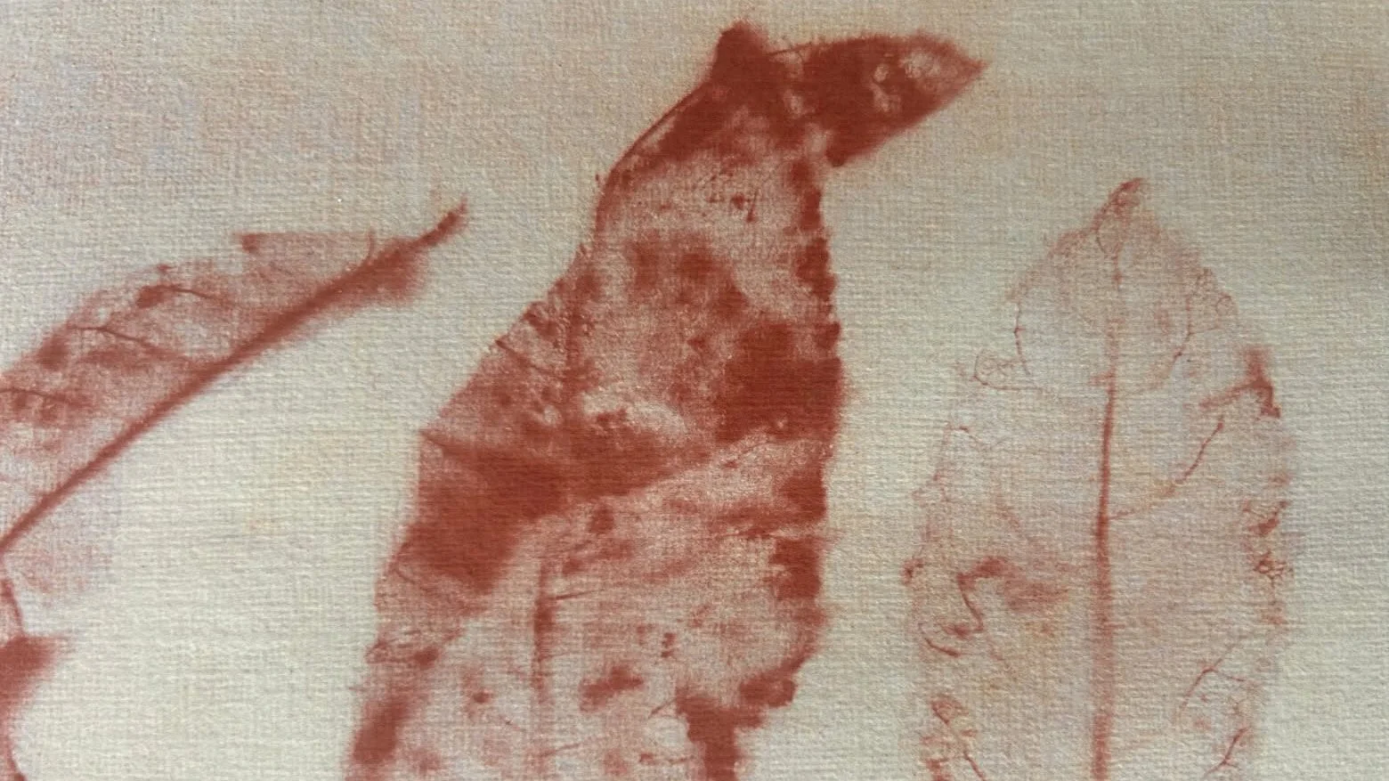 Turmeric Anthotype Demonstration - Resident Artist Jess Fleming