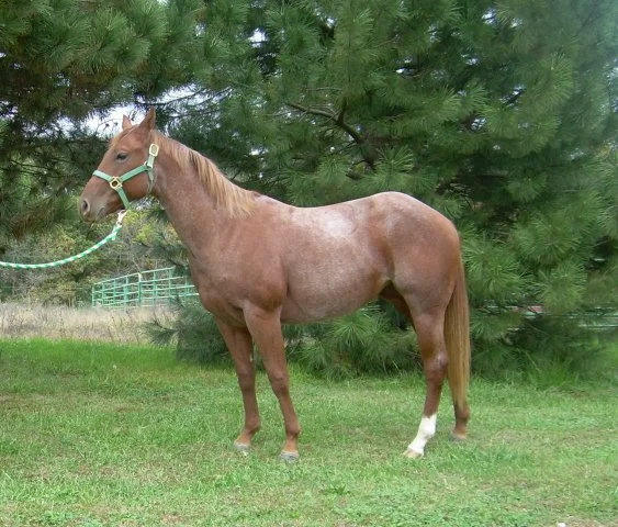 Sundance on lead.jpg