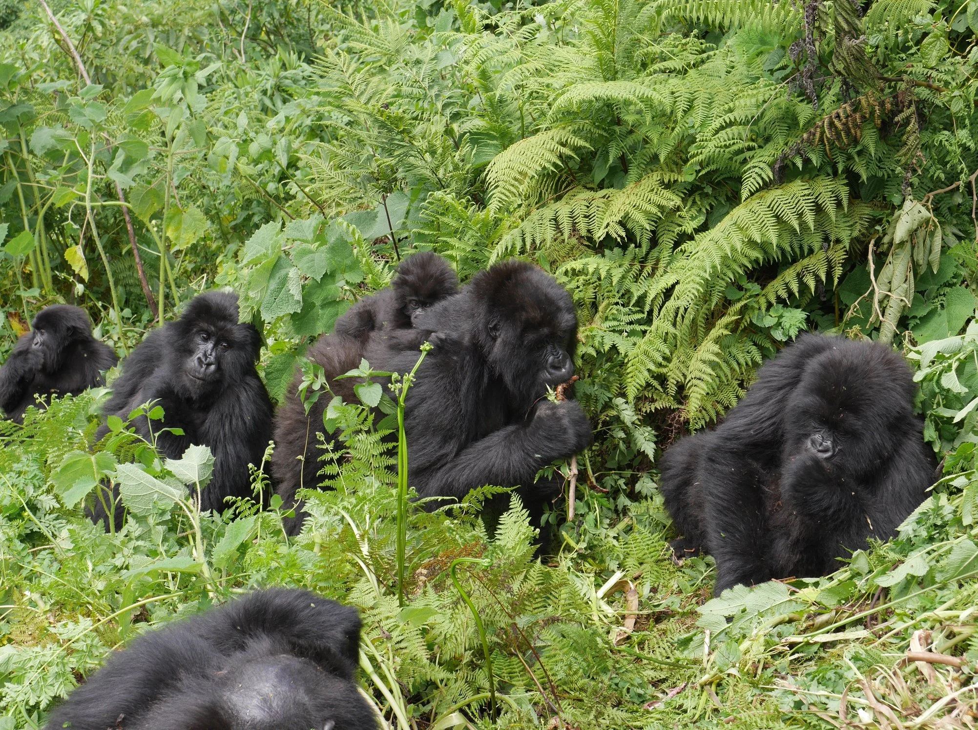 gorilla trekking in Rwanda with Red Letter Travel.