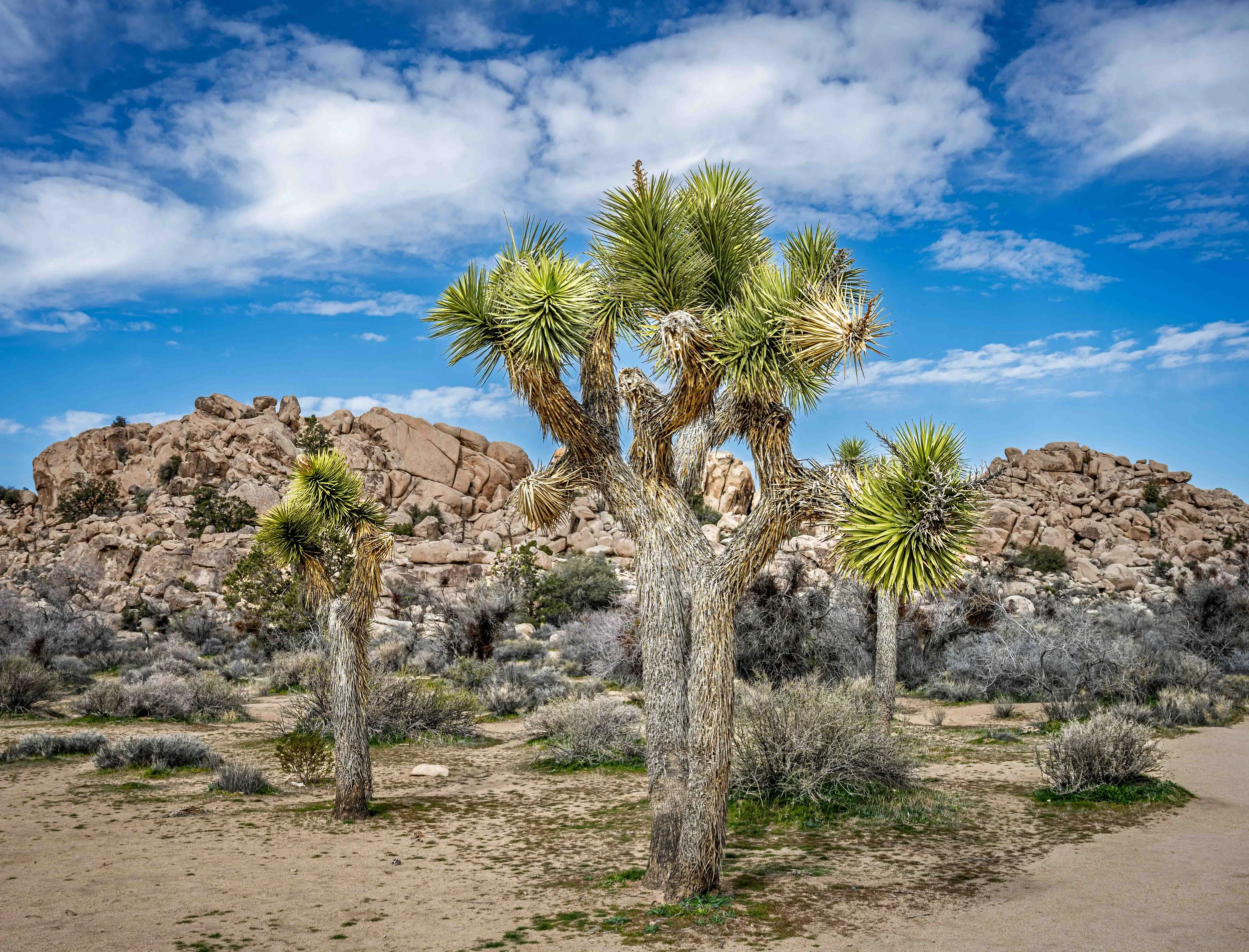 Capturing the Magic of Joshua Tree National Park Through a Photographer’s Lens