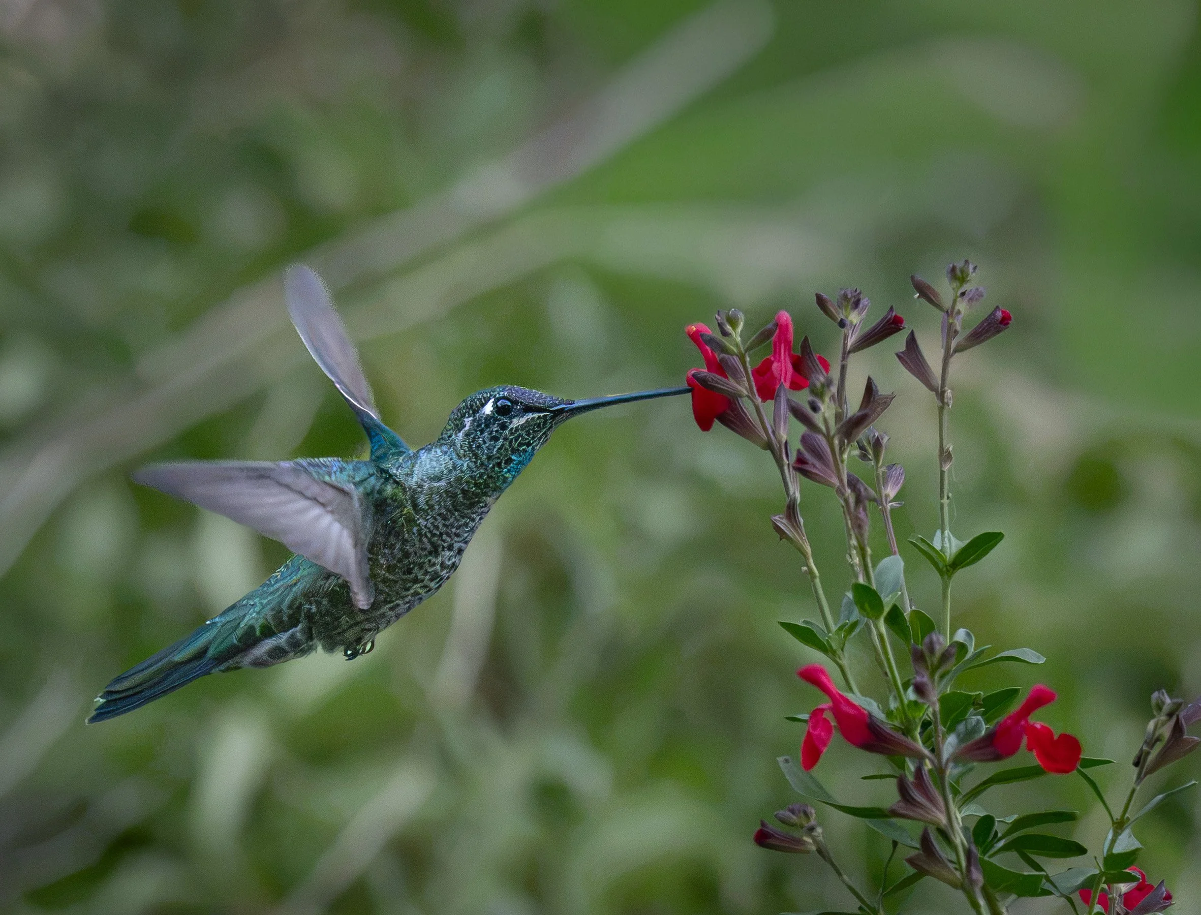 Photographing the Birds of Madera Canyon, Arizona: A Hummingbird-Fueled Journey Into the Sky Islands