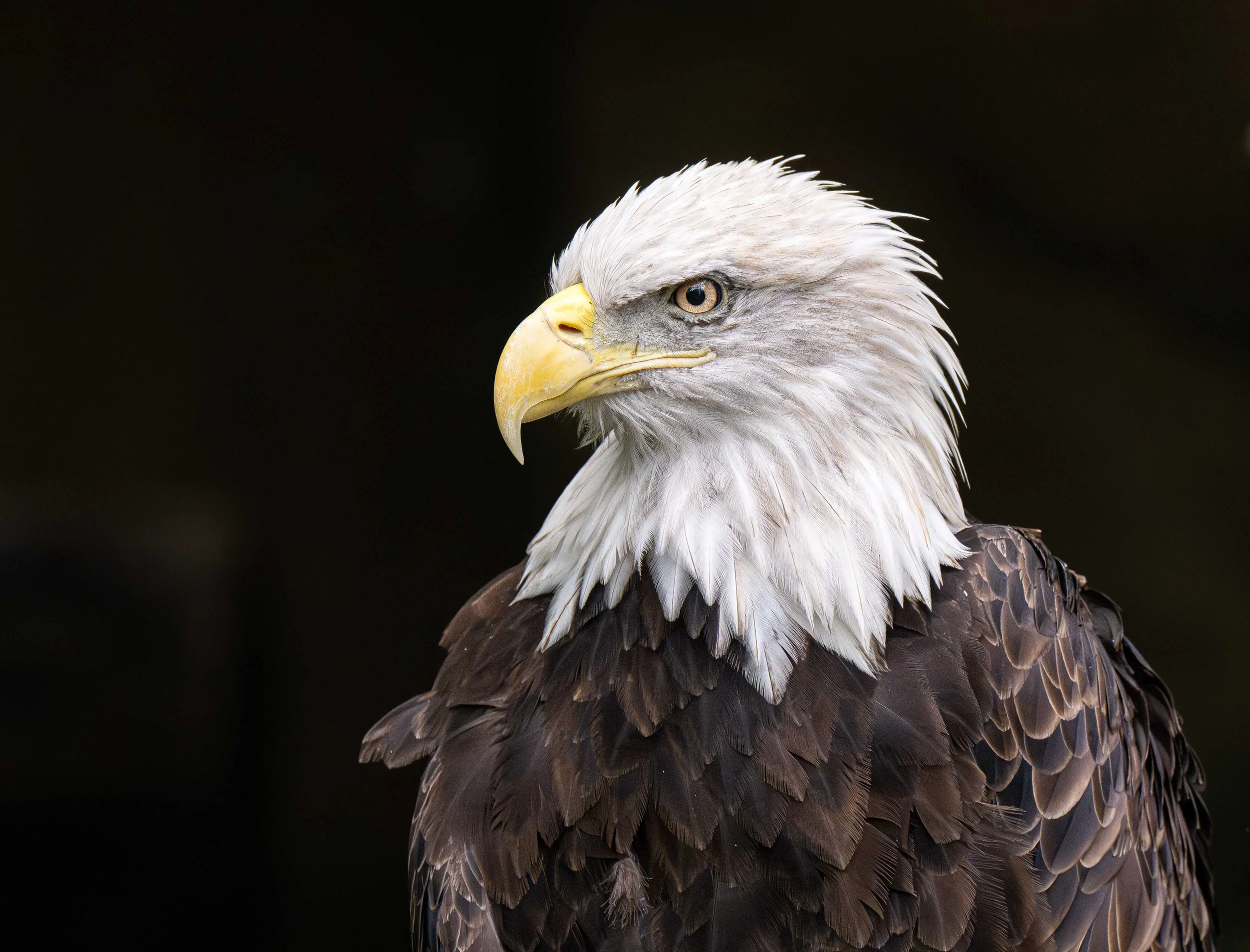Bald Eagle