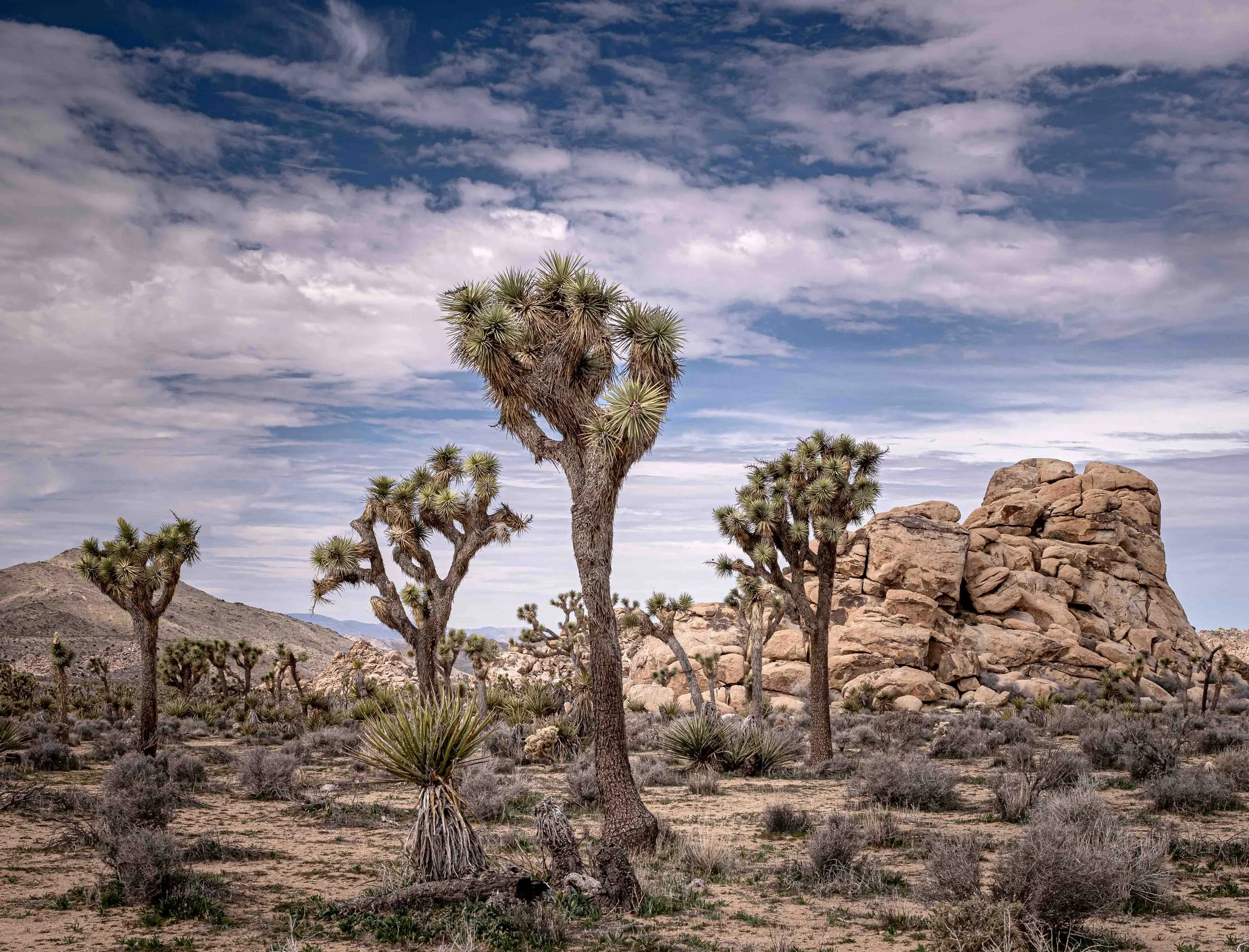 Roadside in Joshua Tree