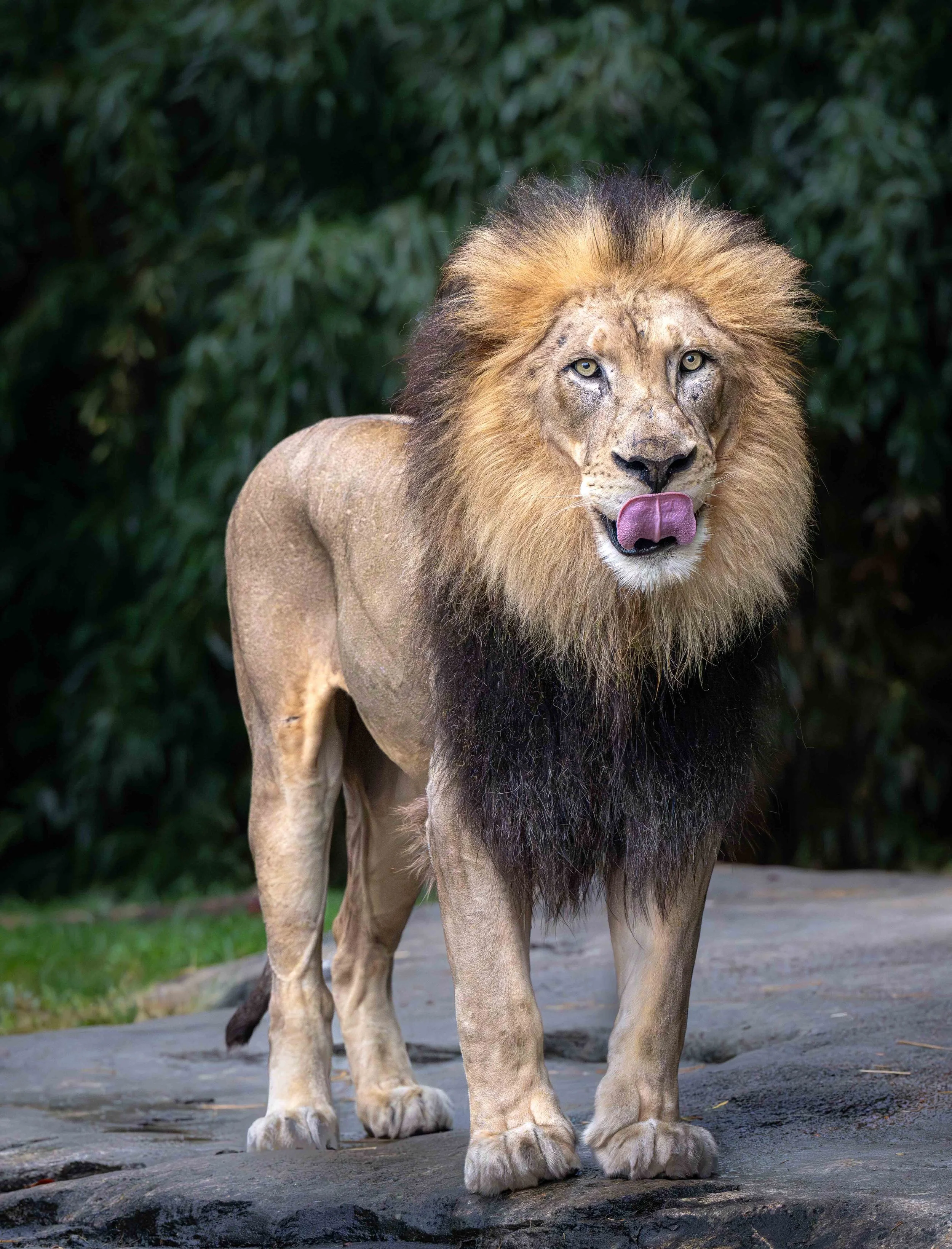 African Male Lion