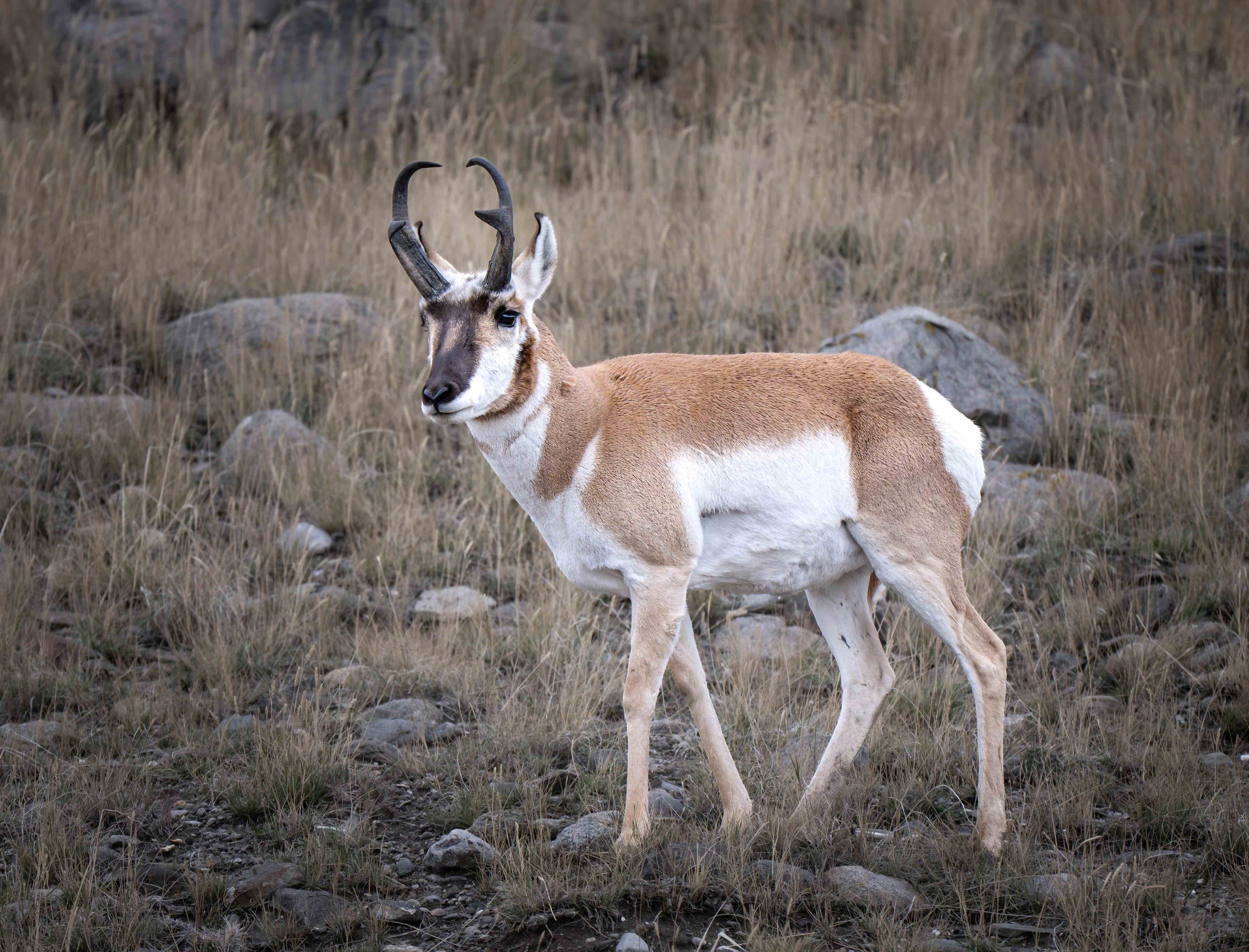Pronghorn Antelope