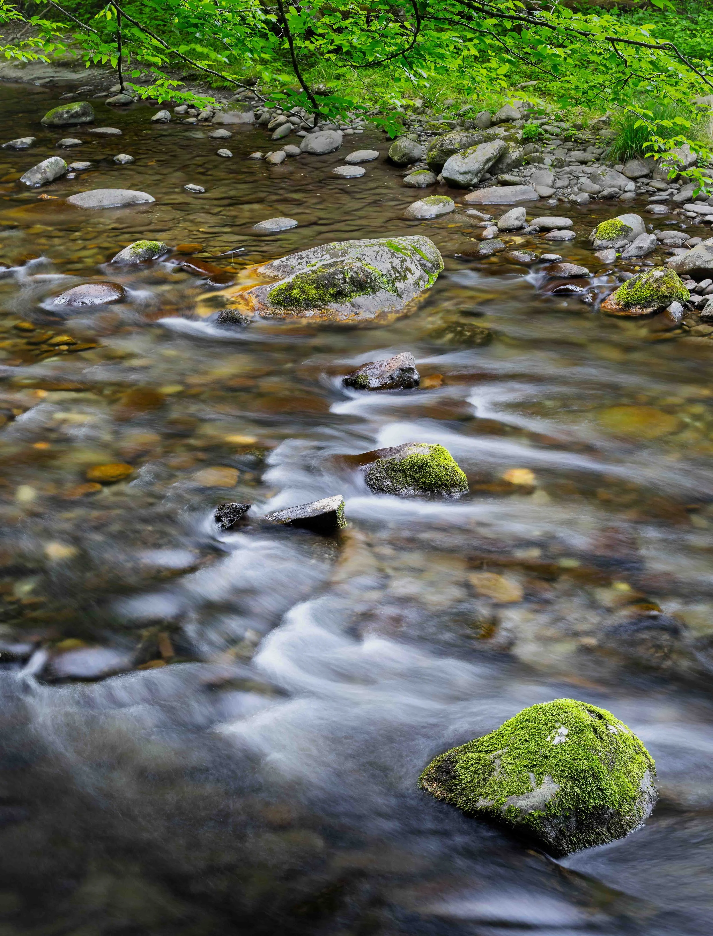 Tremont Road River Scene