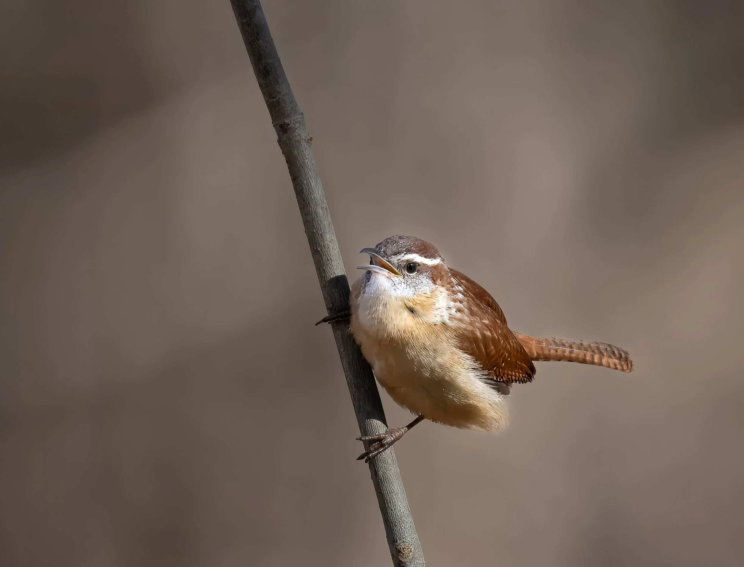 Carolina Wren