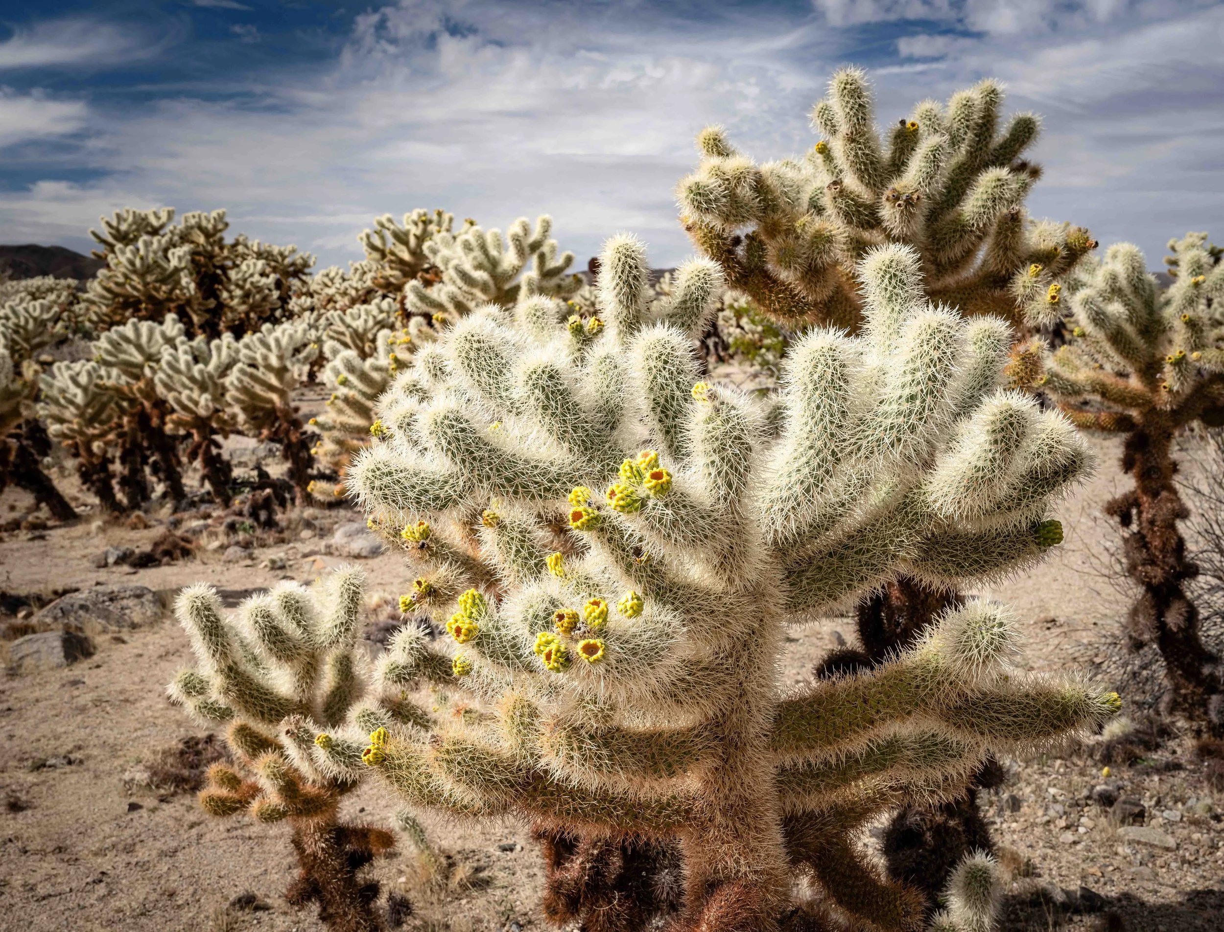 Cholla Garden