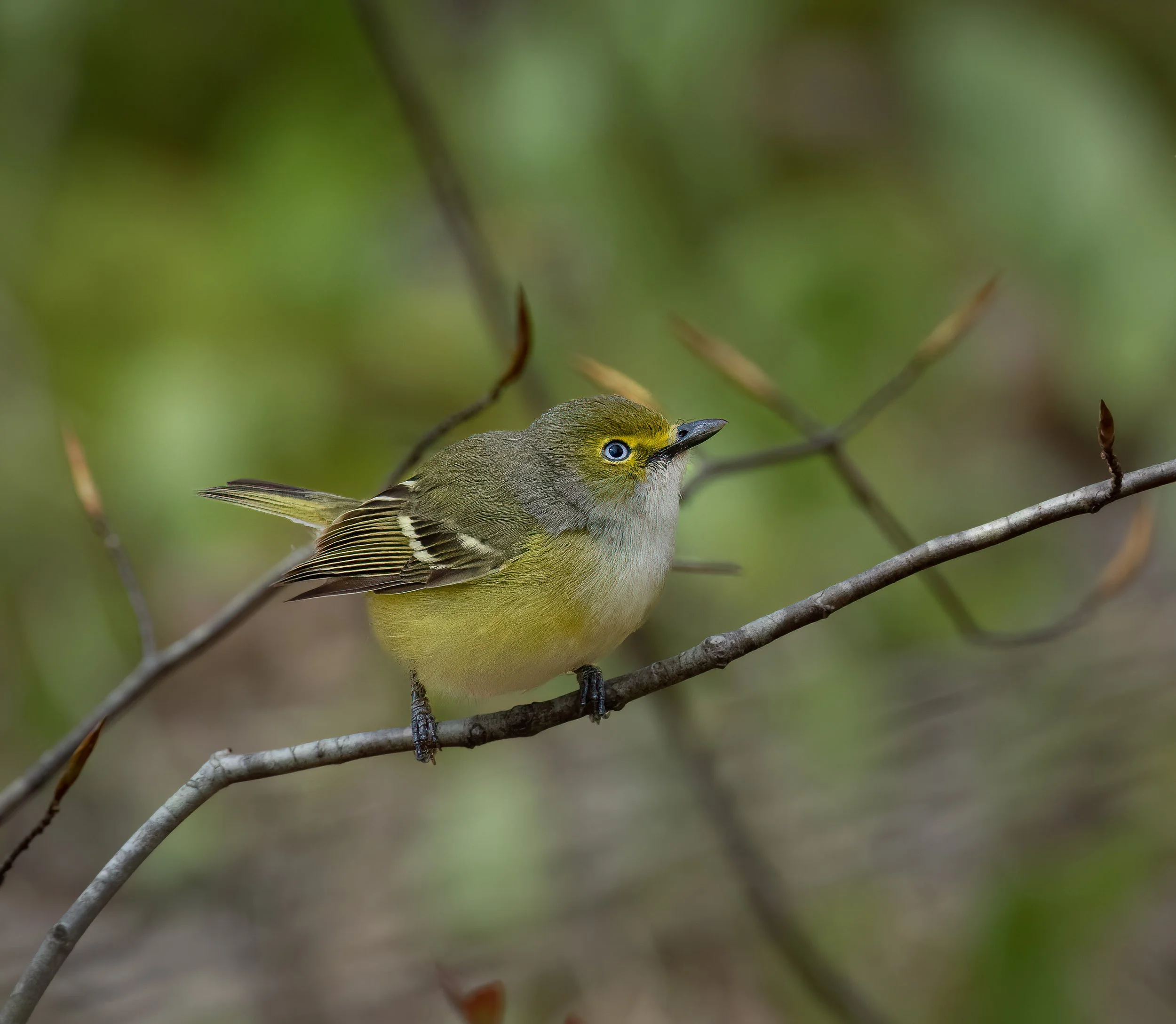 White-eyed Vireo
