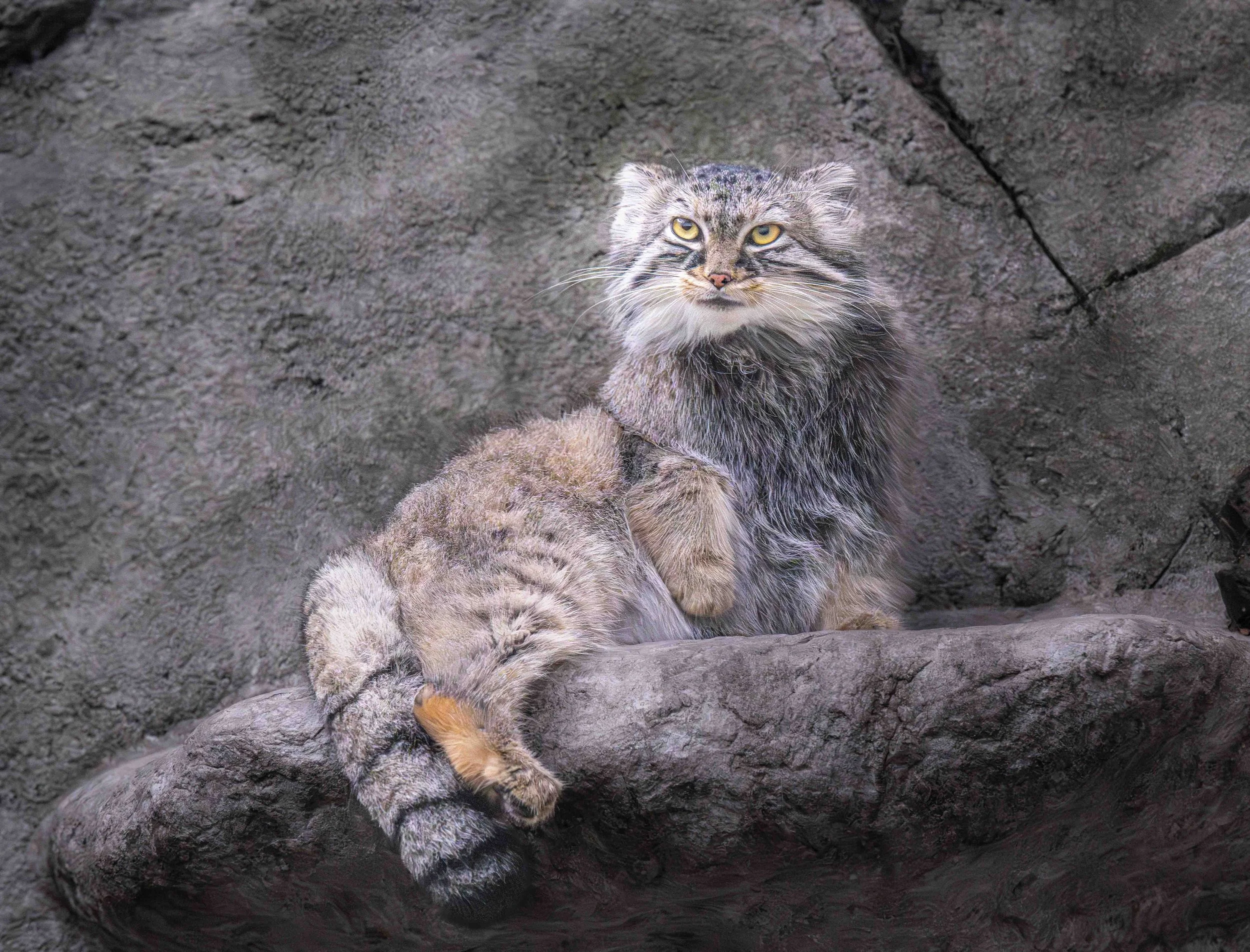 Pallas Cat