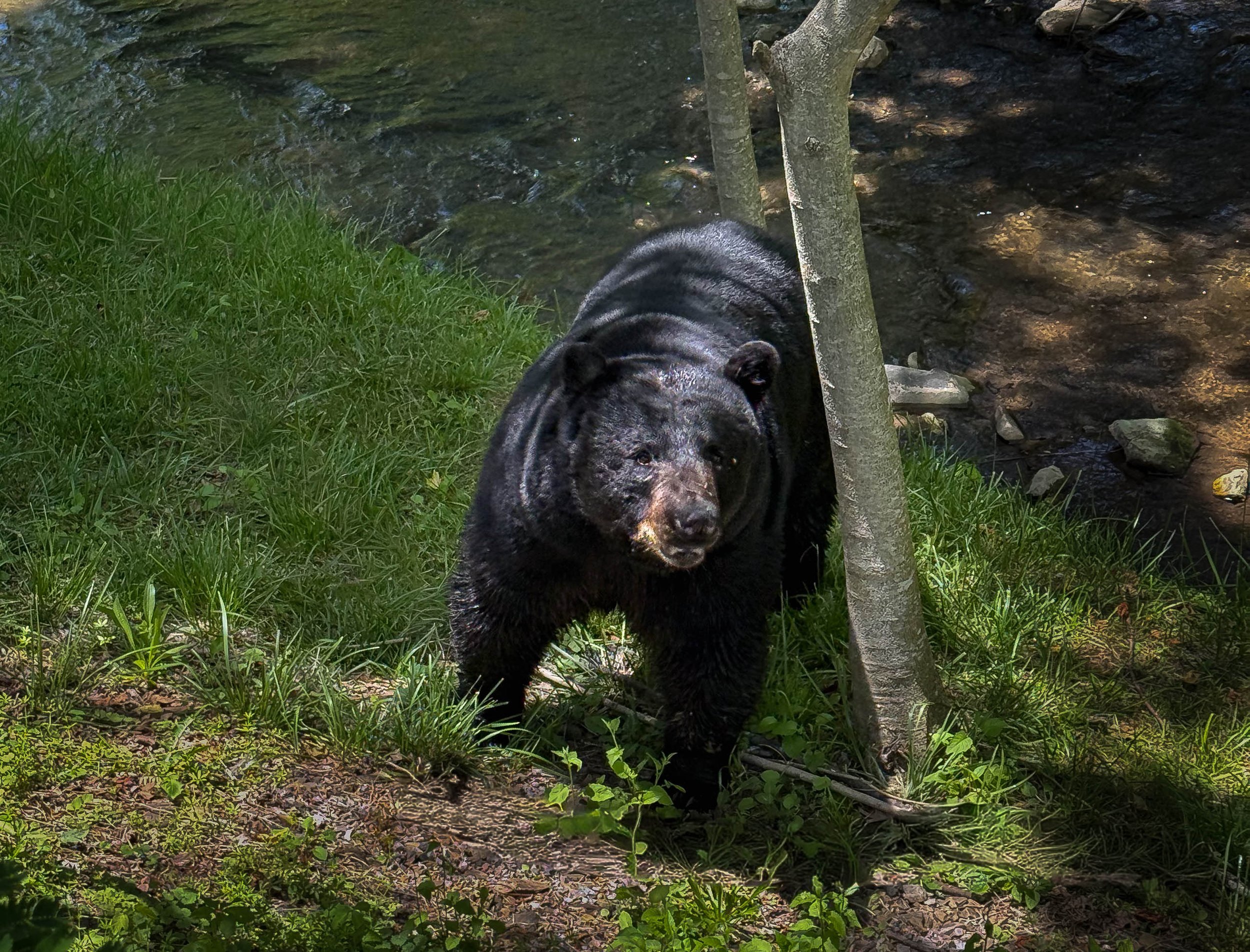 Black Bear