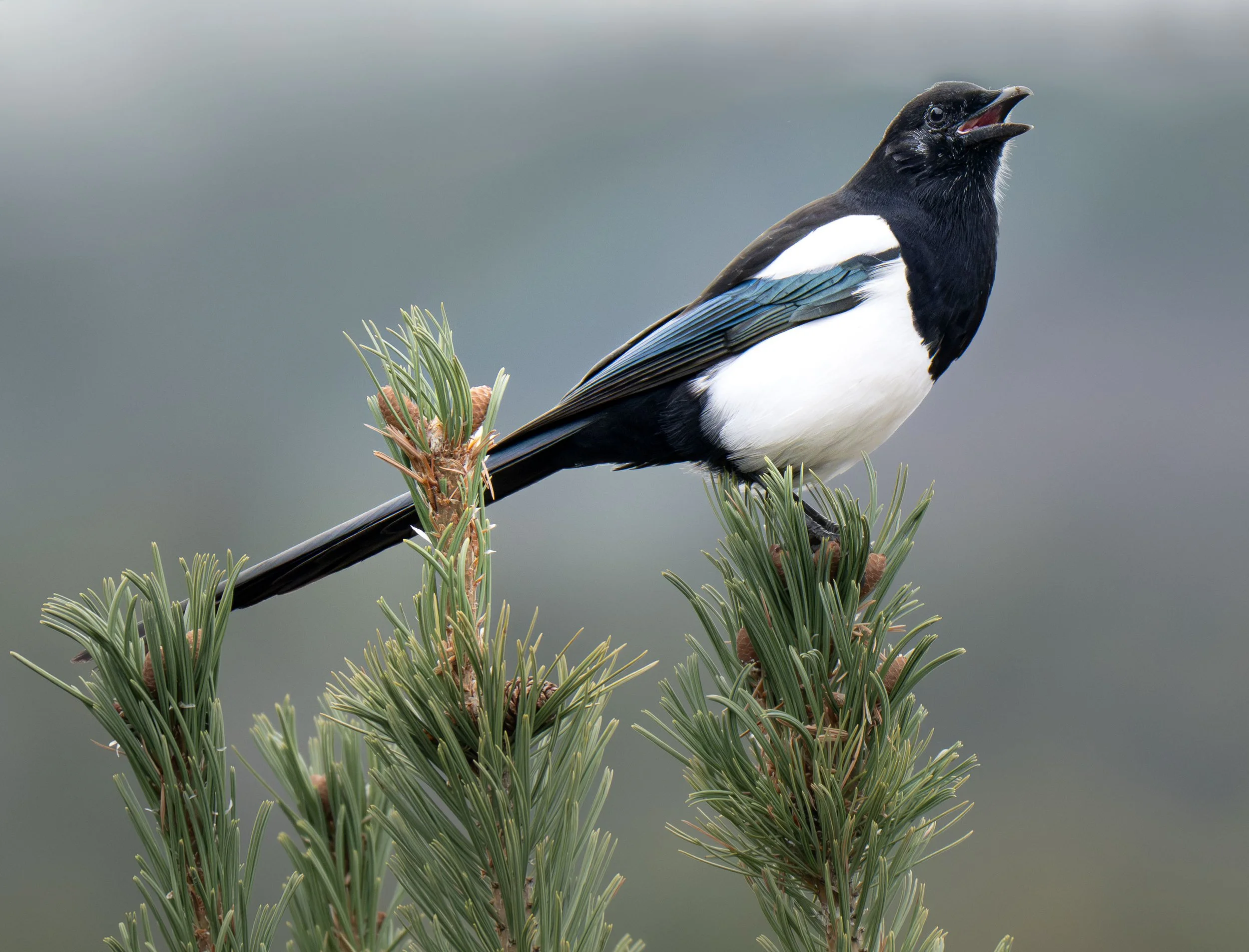 Black-billed Magpie