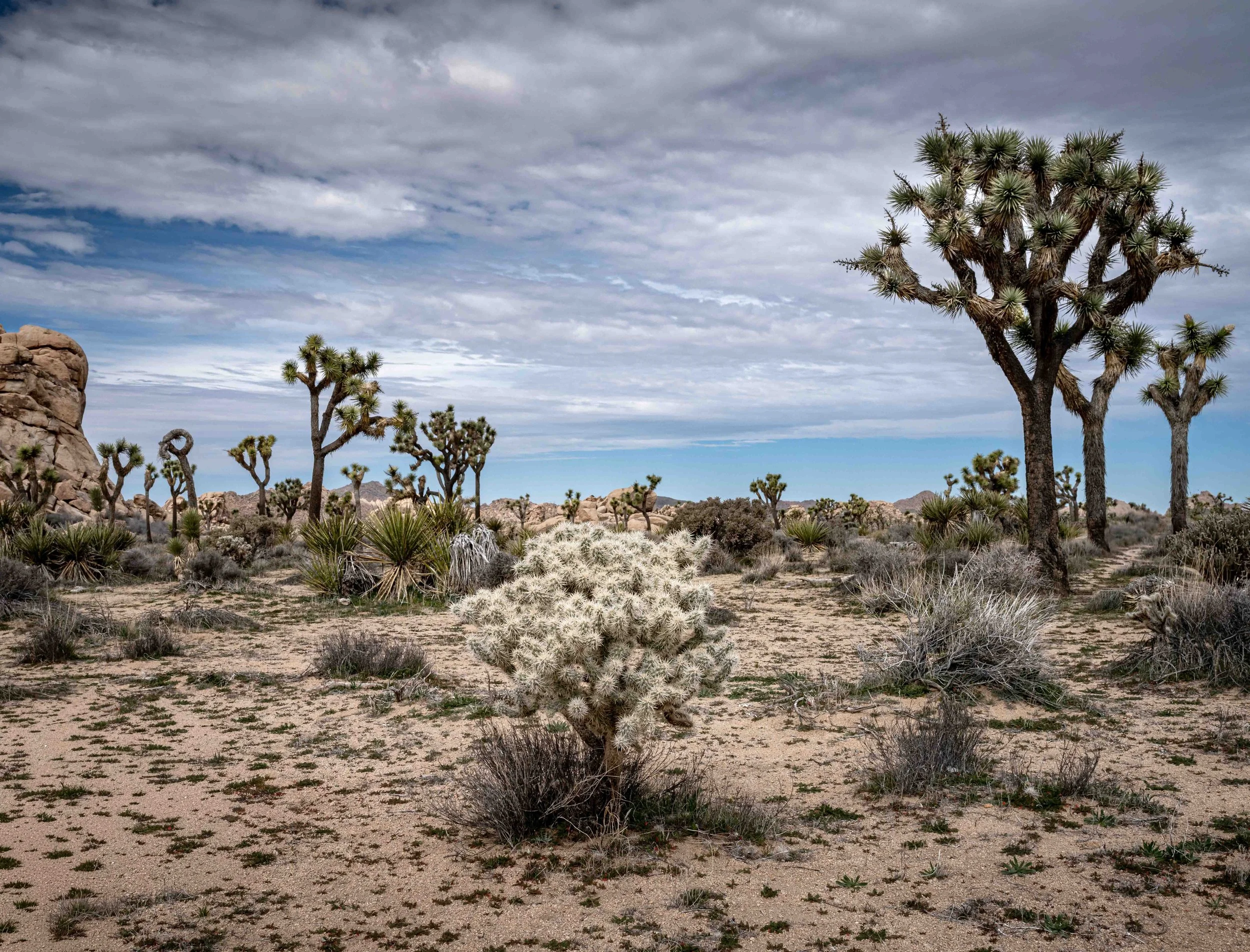 Roadside in Joshua Tree