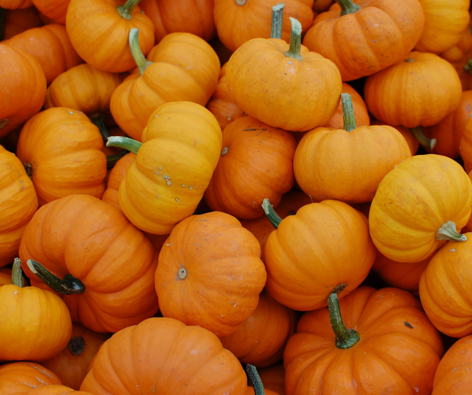 Pumpkin Festival
