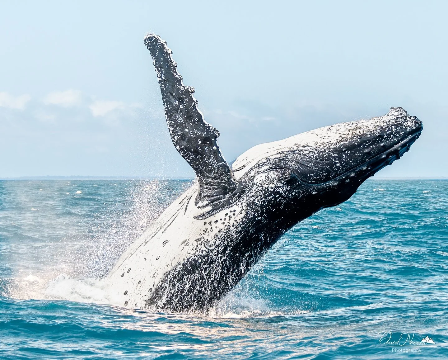 I think it&rsquo;s time to share some of my favourite whale breaches captured on my trip in Australia 🇦🇺

More breaches to come especially some full breaches 🐋

Shot on my Canon R5 using my RF400mm f2.8 lens

.
.
.
.
#whale #humpbackwhale #ocean #