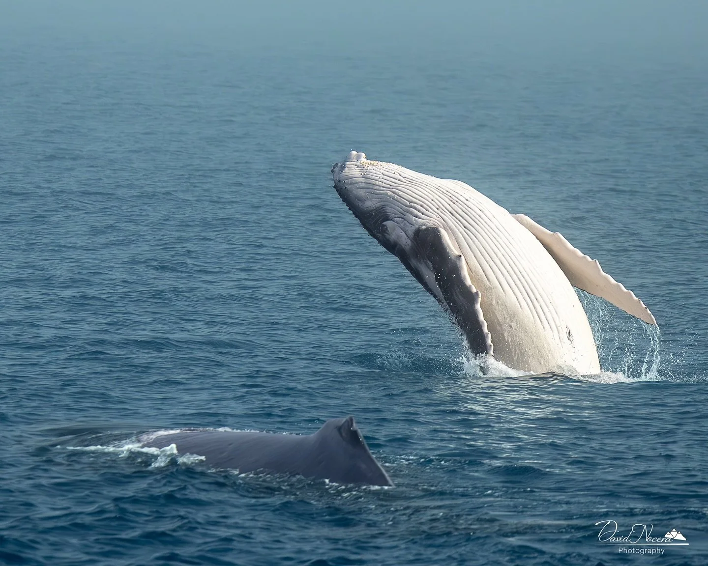 Always fun to see a calf practicing breaching beside mom. It&rsquo;s crazy how fast these calves grow and develop putting on weight to head back to the colder waters of Antarctica for their migration back.

This was shot on my Canon R5 using my RF400