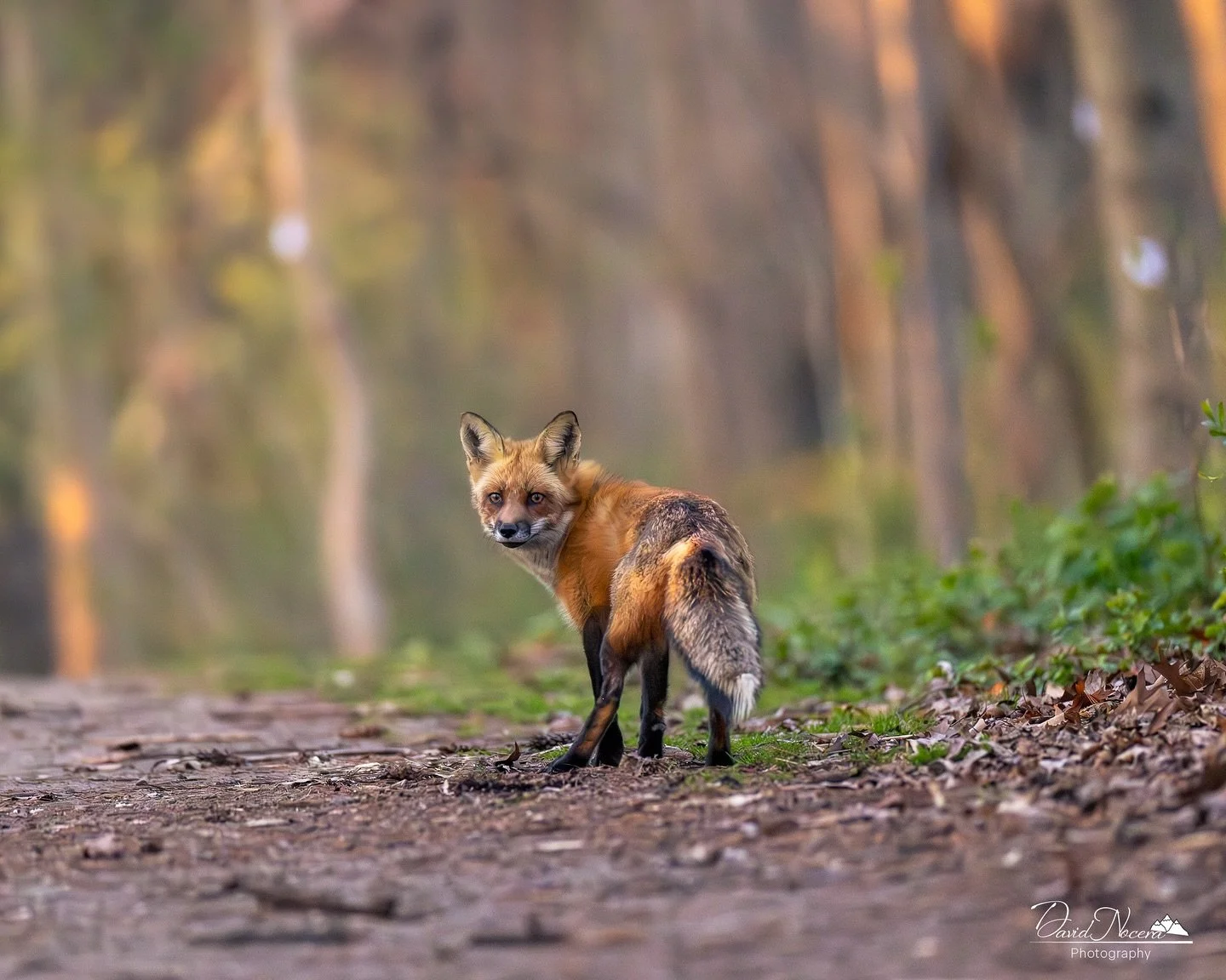 When the lighting is just perfect and everything else aligns in the one perfect moment. It just takes that half second of patience to get the shot.

Shot on my Canon R5 using my RF400mm f2.8 lens

.
.
.
.
#redfox #ontario #wildlife #wildlifephotograp