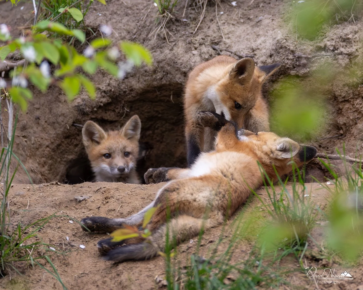 Siblings being siblings fooling around being playful together while mom is out getting food 🦊

Shot on my Canon R5 using my RF400mm f2.8 lens

.
.
.
.
#redfox #ontario #wildlife #wildlifephotography #shotoncanon #natgeoyourshot #natgeo #nature #cano