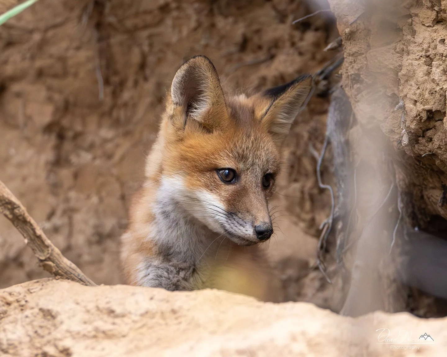 Curious Kit 🦊

Shot on my Canon R5 using my RF400mm F2.8 lens

.
.
.
.
#redfox #ontario #wildlife #wildlifephotography #shotoncanon #natgeoyourshot #natgeo #nature #canonr5
#canon #canonphotography #cangeo #cangeocanada #cangeophotoclub #rf400mmf28l