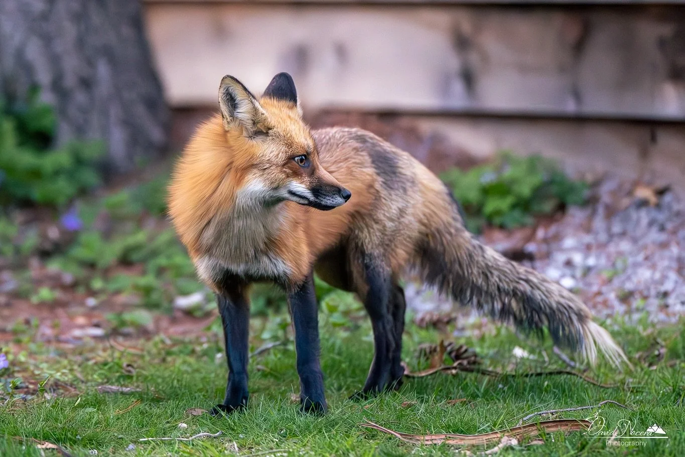 Pair of foxes on the hunt 🦊🐭🦊

This pair of foxes went hunting and not once did either of them pay any attention to me or anything else other than their goal to find food. It&rsquo;s amazing when you get the chance to connect with wildlife and fee