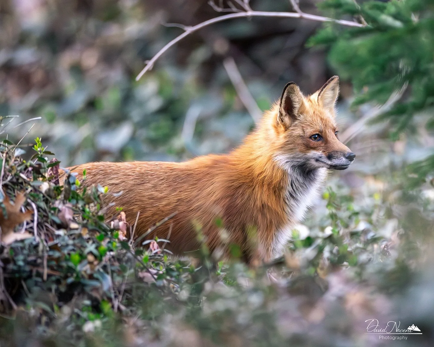 Out and about 🍃🦊

Shot on my Canon R5 using my RF400mm f2.8 lens

.
.
.
.
#redfox #ontario #wildlife #wildlifephotography #shotoncanon #natgeoyourshot #natgeo #nature #canonr5
#canon #canonphotography #cangeo #cangeocanada #cangeophotoclub #rf400mm