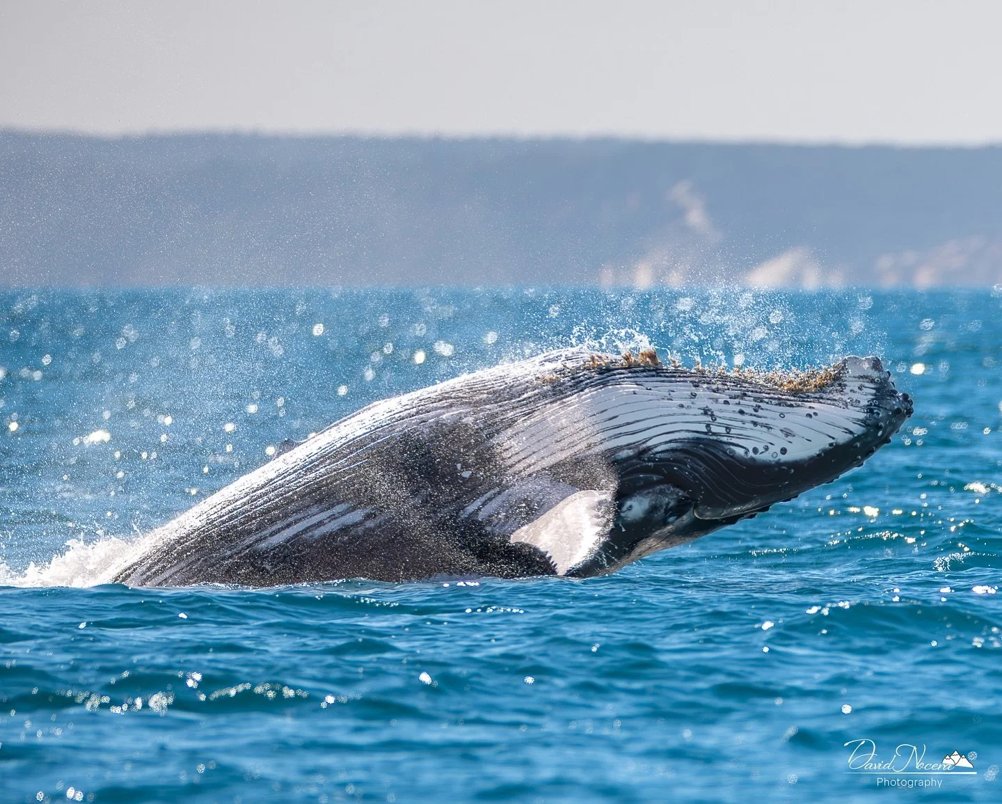 When it comes to making a big splash.. they don&rsquo;t disappoint. 🐋🌊

Shot on my Canon R5 using my RF400mm f2.8 lens

.
.
.
.
#whale #humpbackwhale #ocean #whales #whalesofinstagram #whalewatching #whalewatch #wildlifephotography #canonphotograph