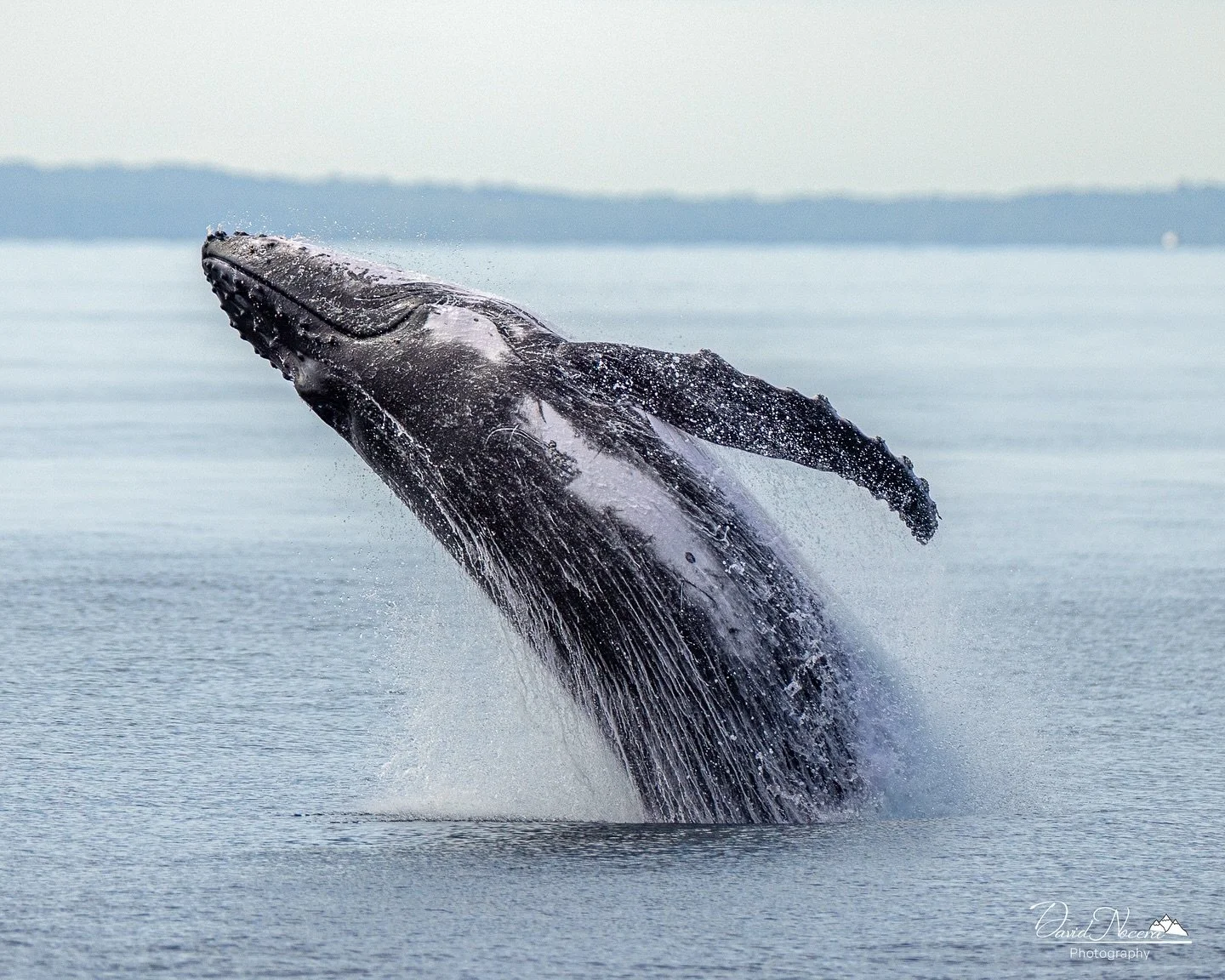 Might just be my favourite breach of 2024 while whale watching in Australia 😌

Glad I was quick to capture this moment happening unexpectedly making a big splash near the boat! 🐋🌊

Shot on my Canon R5 using my RF400mm f2.8 lens

.
.
.
.
#whale #hu