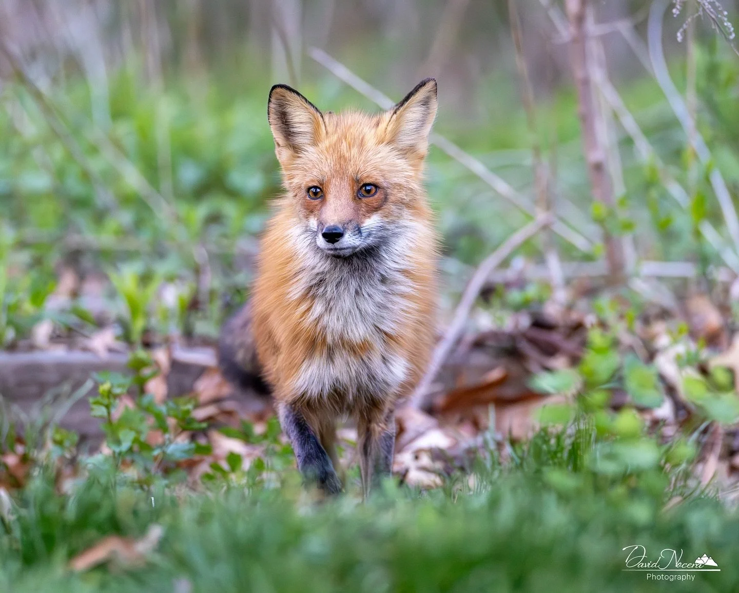 🦊🍃

Shot on my Canon R5 using my RF400mm f2.8 lens

.
.
.
.
#redfox #ontario #wildlife #wildlifephotography #shotoncanon #natgeoyourshot #natgeo #nature #canonr5
#canon #canonphotography #cangeo #cangeocanada #cangeophotoclub #rf400mmf28lisusm
#ont