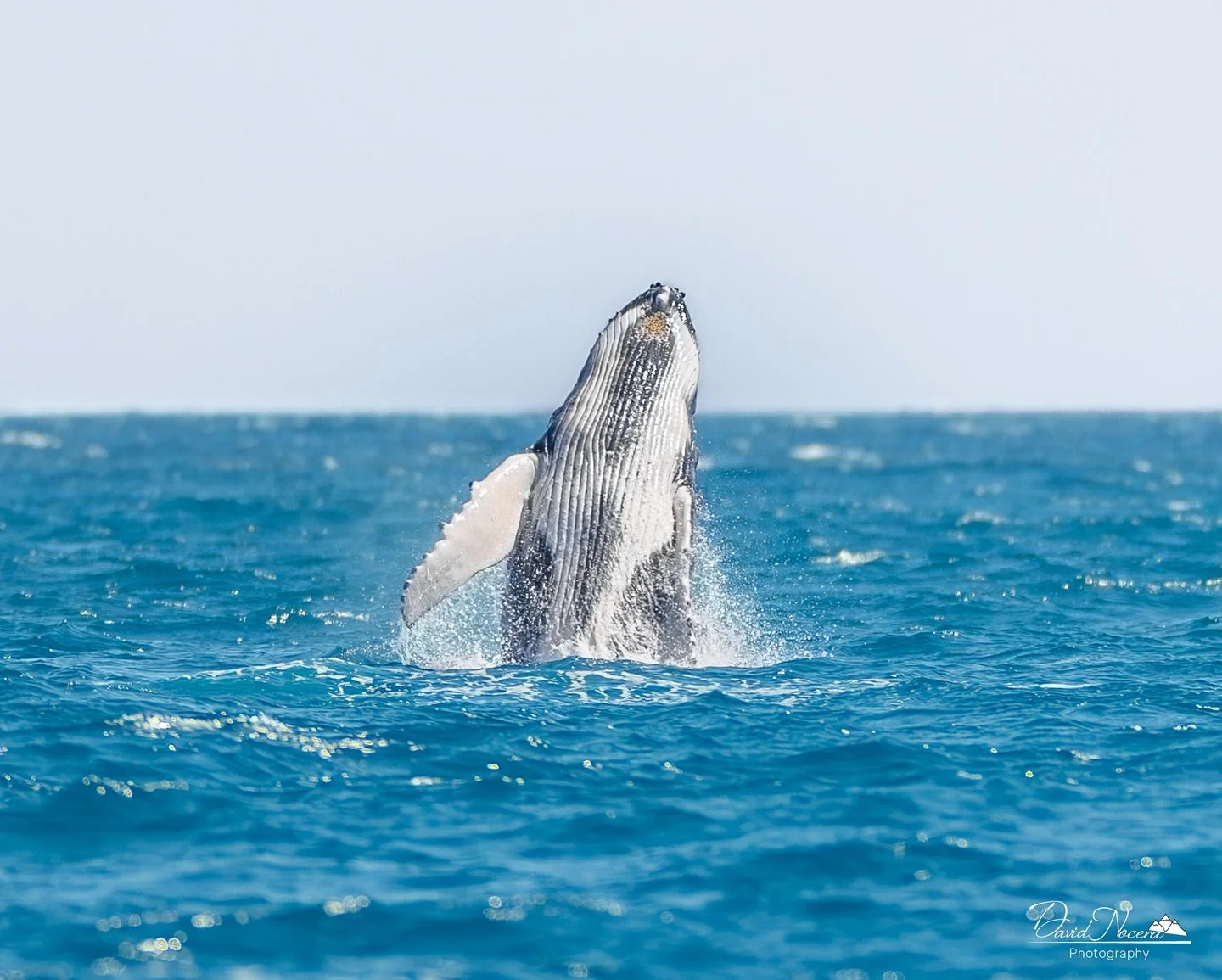 Good luck to all the baby humpback whale calves and juvenile humpback whales on their long migration back from Australia to Antarctica.

These images were all taken in my Canon R5 using my RF400mm f2.8 lens

.
.
.
.
#whale #humpbackwhale #ocean #whal
