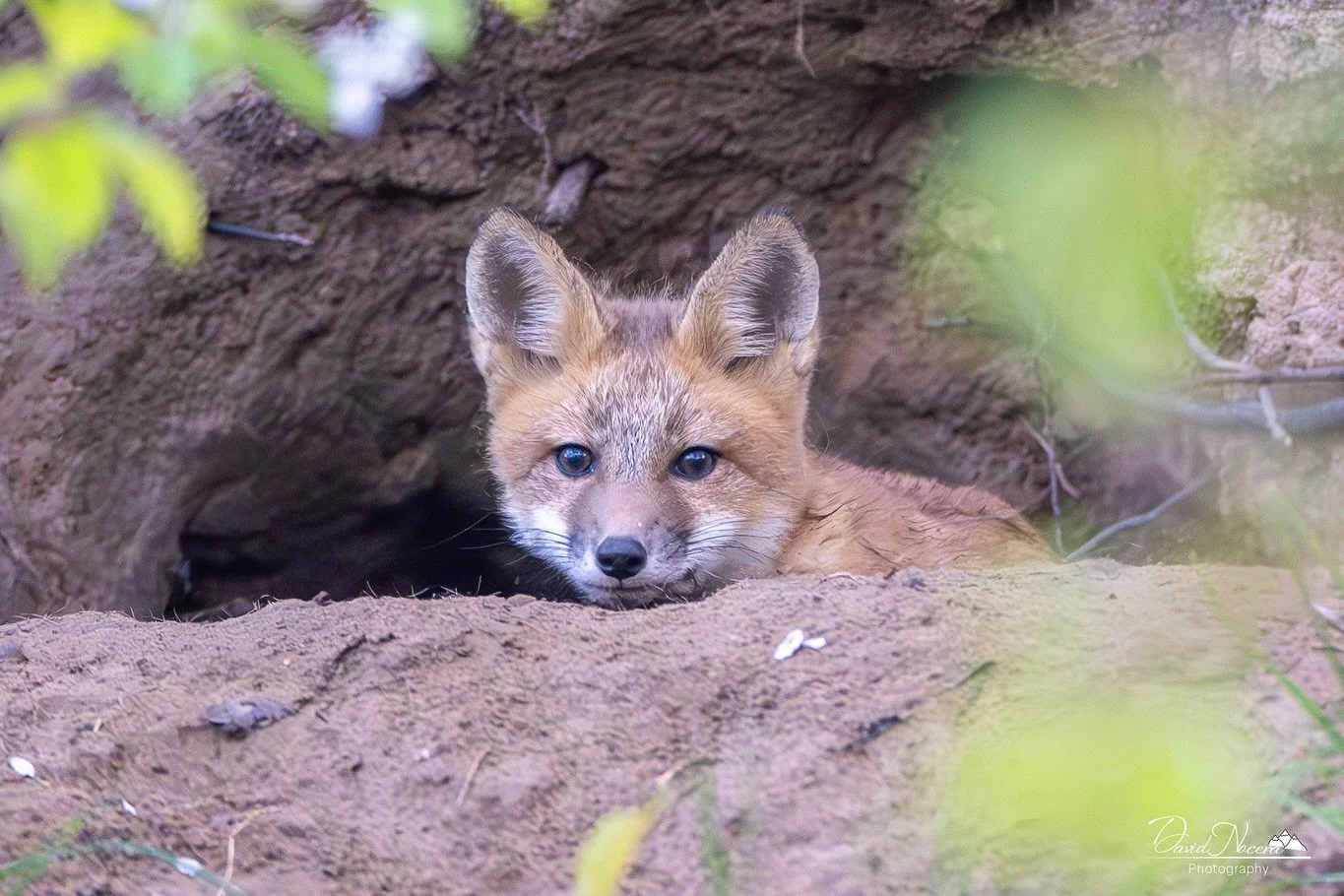 King of the hill 🦊👑

Shot on my Canon R5 using my RF400mm f2.8 lens

.
.
.
.
#redfox #ontario #wildlife #wildlifephotography #shotoncanon #natgeoyourshot #natgeo #nature #canonr5
#canon #canonphotography #cangeo #cangeocanada #cangeophotoclub #rf40