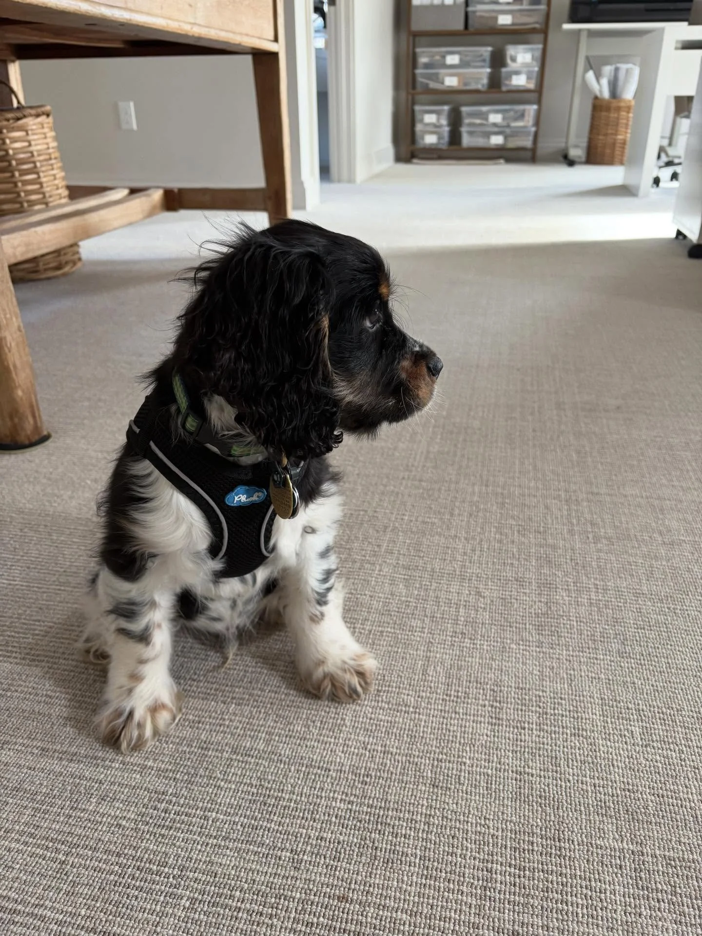 **New Hire Alert** Meet George! The newest member of our team and offical Chief Morale Officer, crushing his first day on the job already. 🩶

#kennerknechtdesigngroup #george #chiefmoraleofficer #newhire #employeeofthemonth #officepup