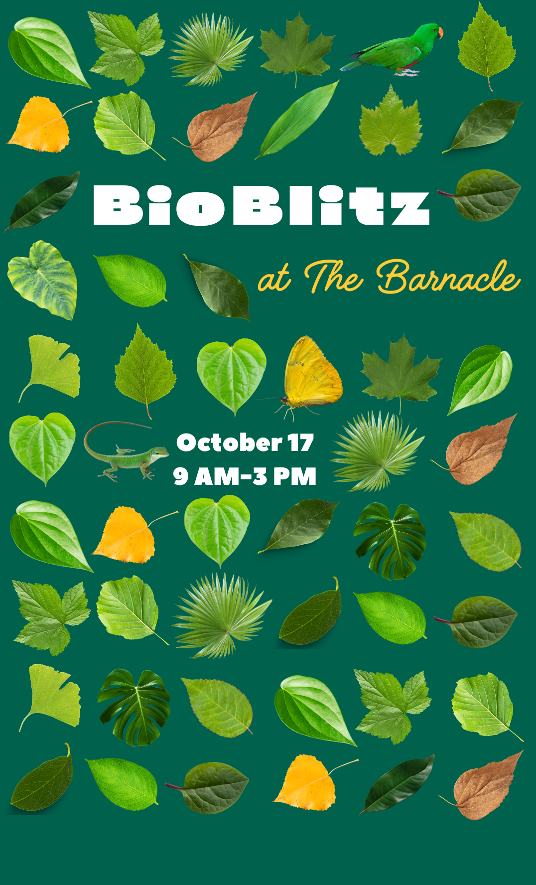 BioBlitz at The Barnacle