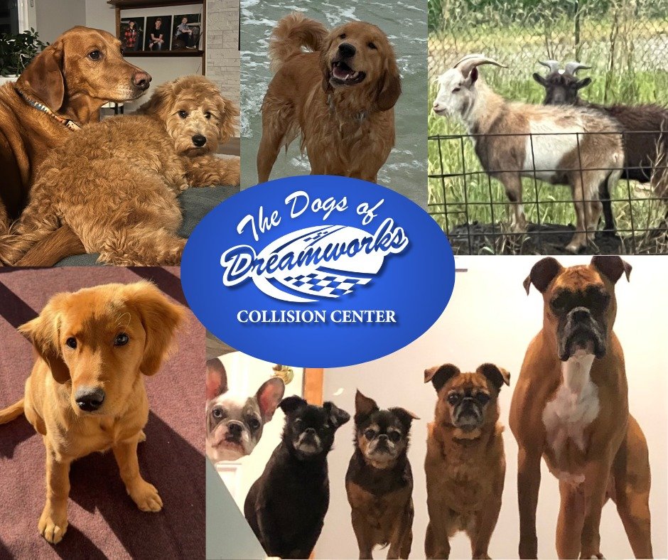 Happy National Pet Day! Giving all our furry friends some love today. The two cuddling brothers are Chad and Katrina's dogs, Clifford and Marty. The wet and happy puppy in the ocean is Chad and Katrina's grandpup, Ruby. The smiling golden with the cu