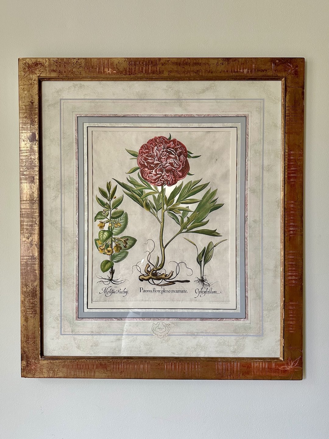 PAEONIA FLORE PLENO INCARNATO, 1ST ED.