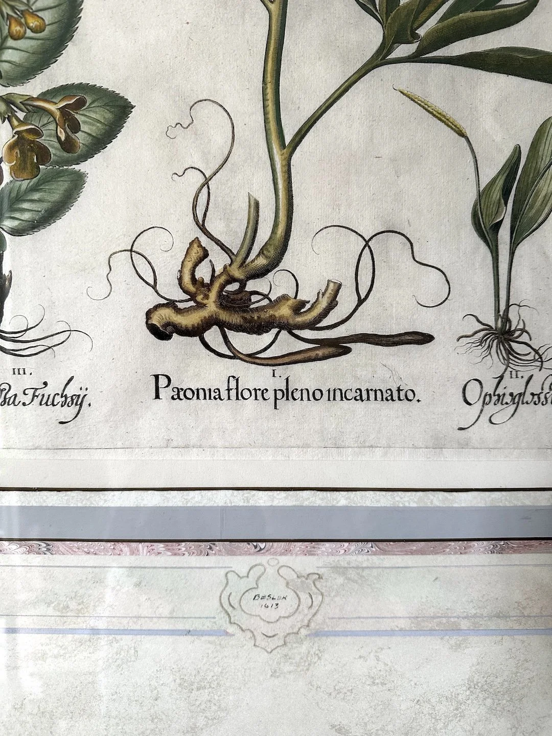 Besler Peony 2 web.jpg