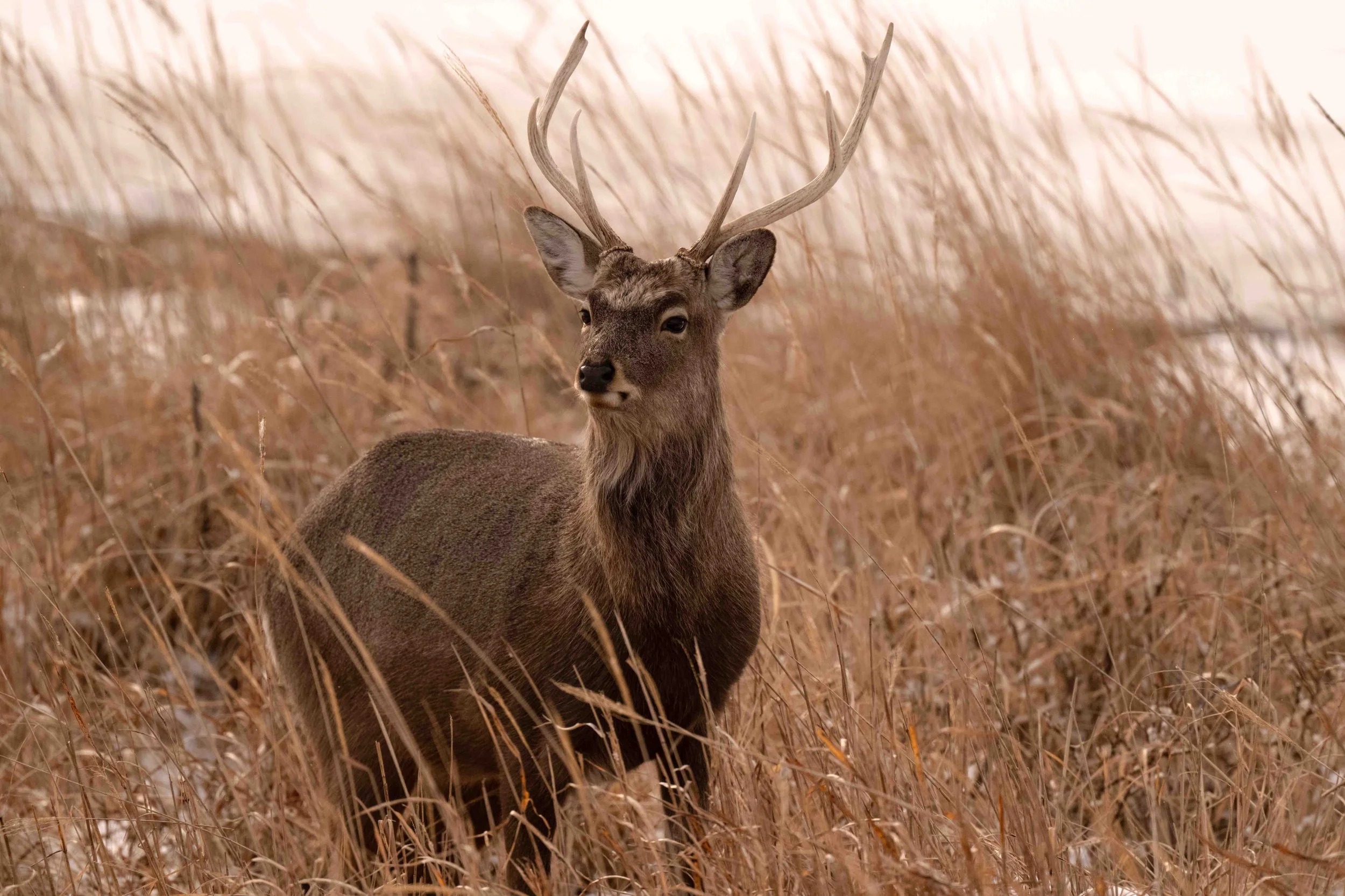 Ezo Sika Deer, Hokkaido, Japan (2025)