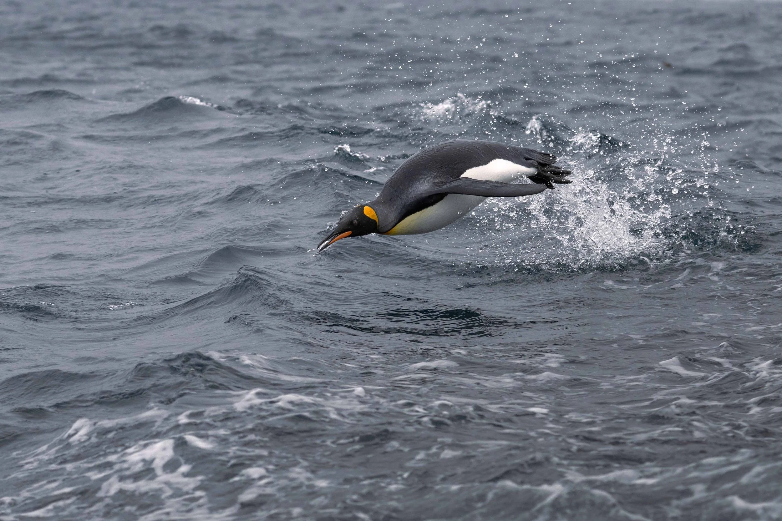 King Penguin, Macquarie Island (2026)