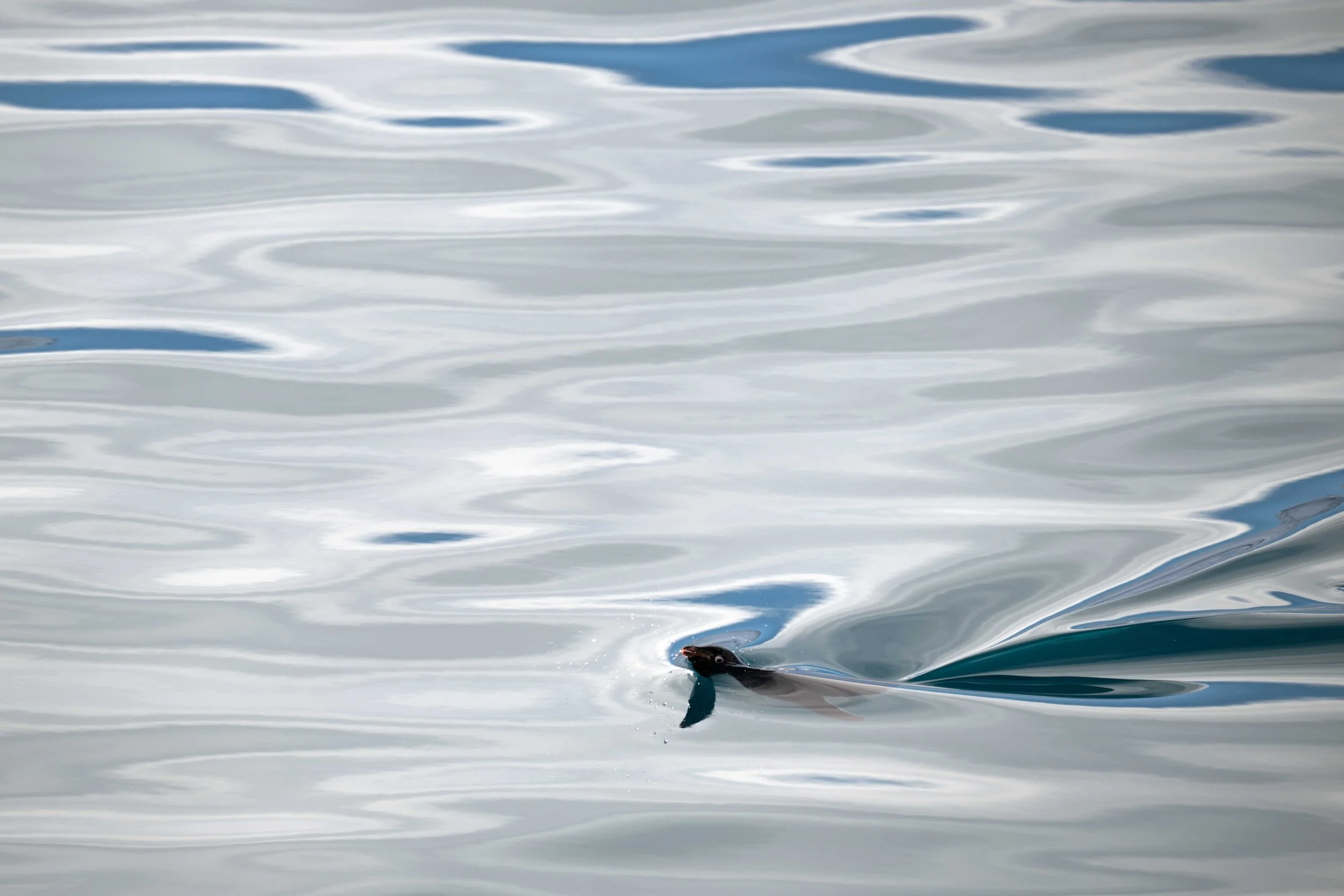 Adélie penguin, Robertson Bay Antarctica (2026)