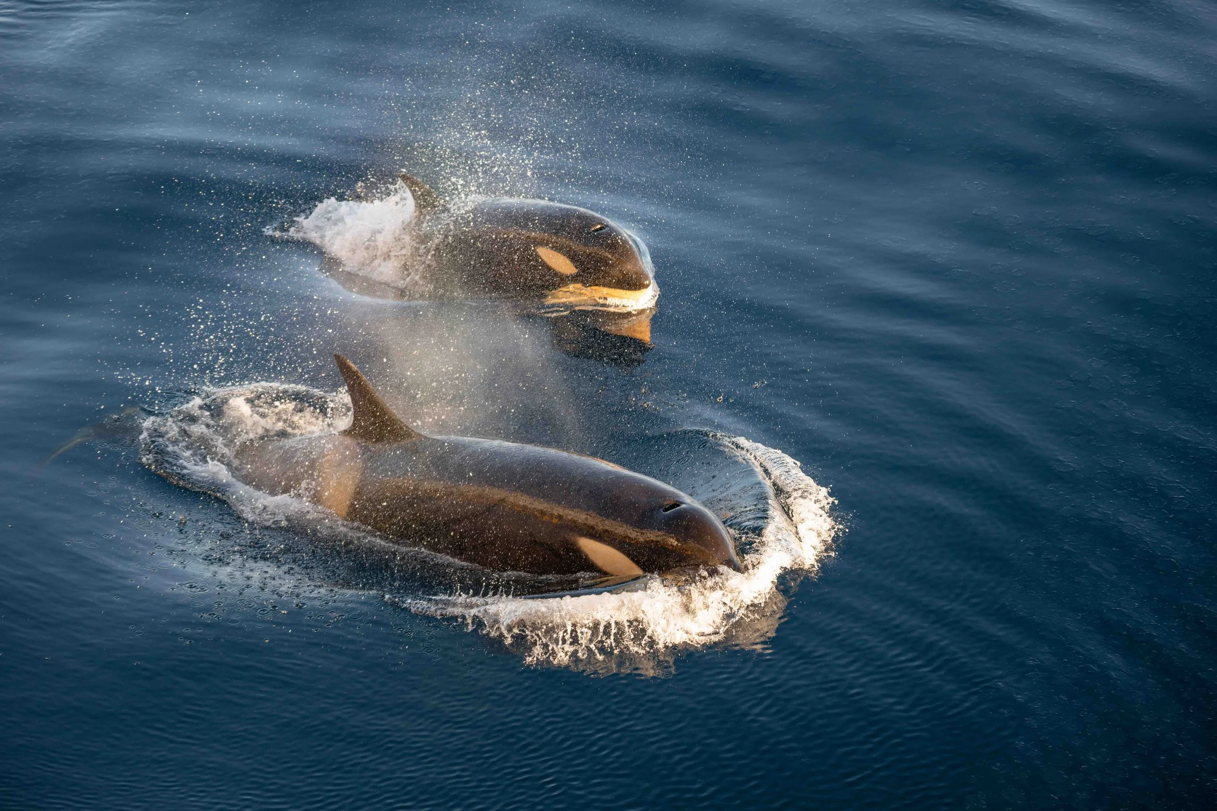 Orca, Antarctica (2026)