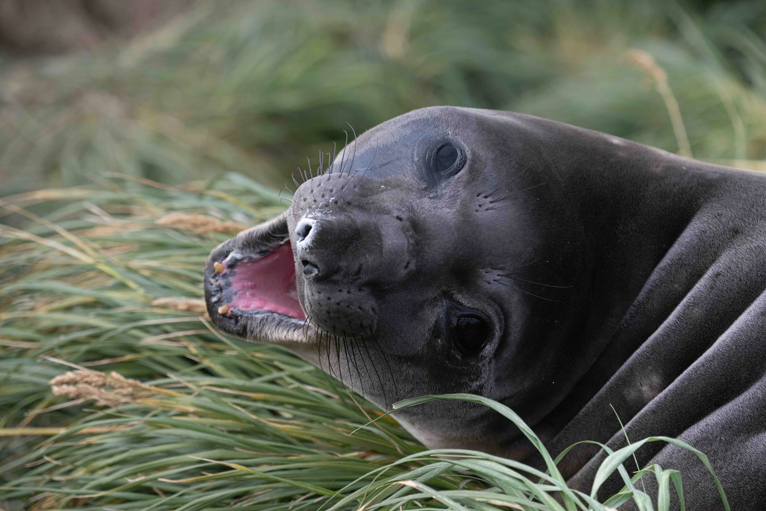 Elephant Seal, Macquarie Island (2026)