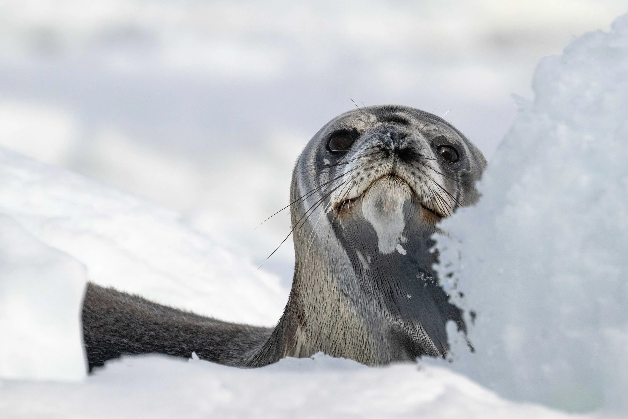 Weddell Seal, Antarctica (2026)