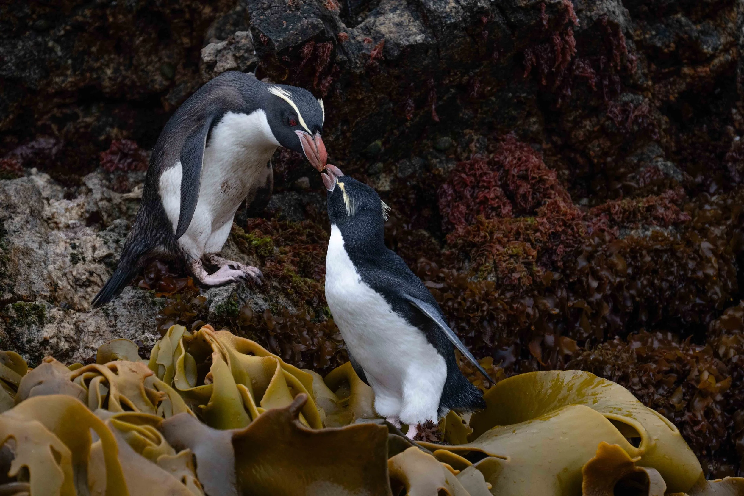 Snares Crested Penguins, Snares Island (2026)