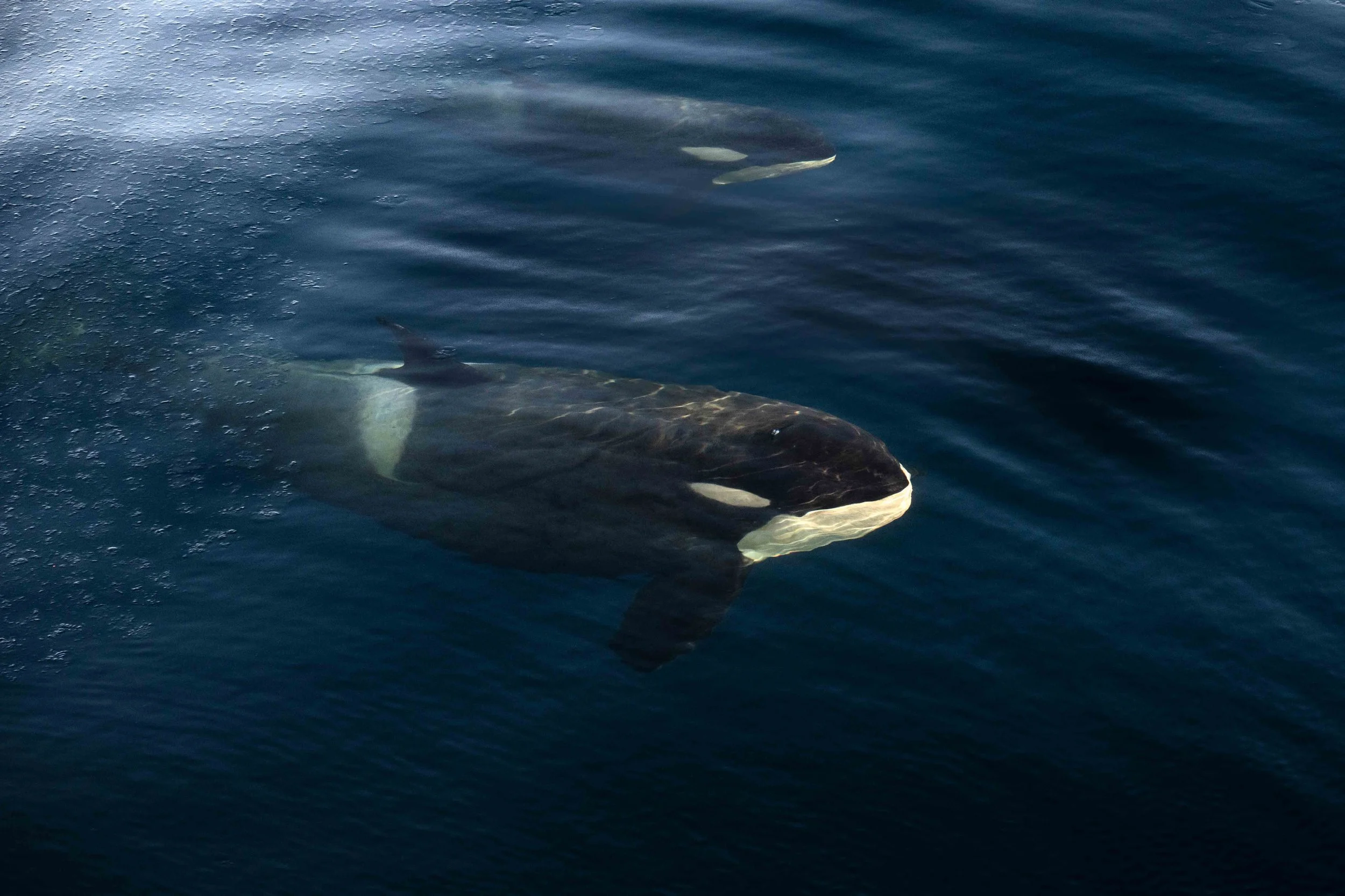 Orca, Antarctica (2026)