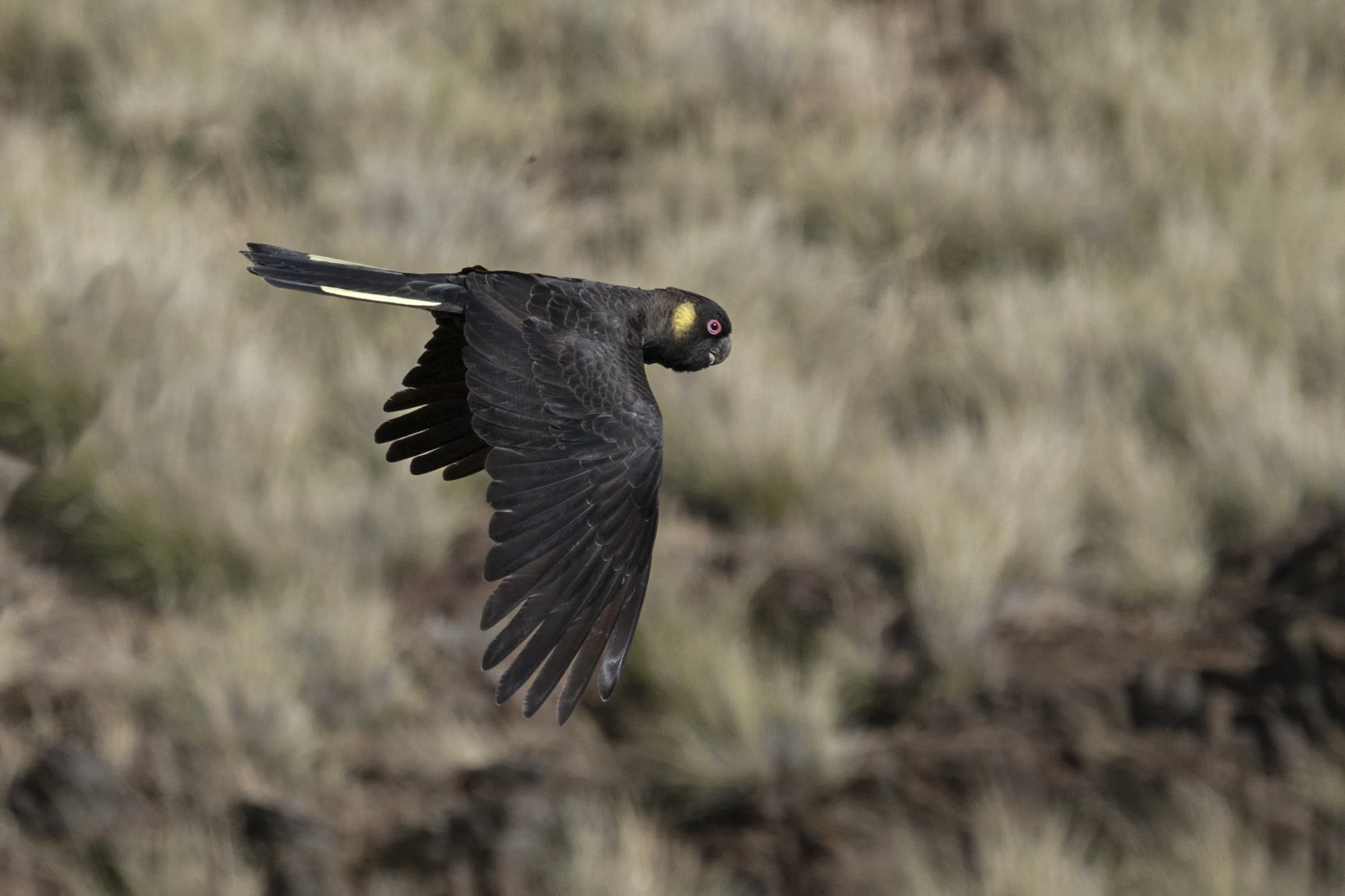 Yellow-tailed Black Cockatoo, Carrickalinga, South Australia ( 2026 )