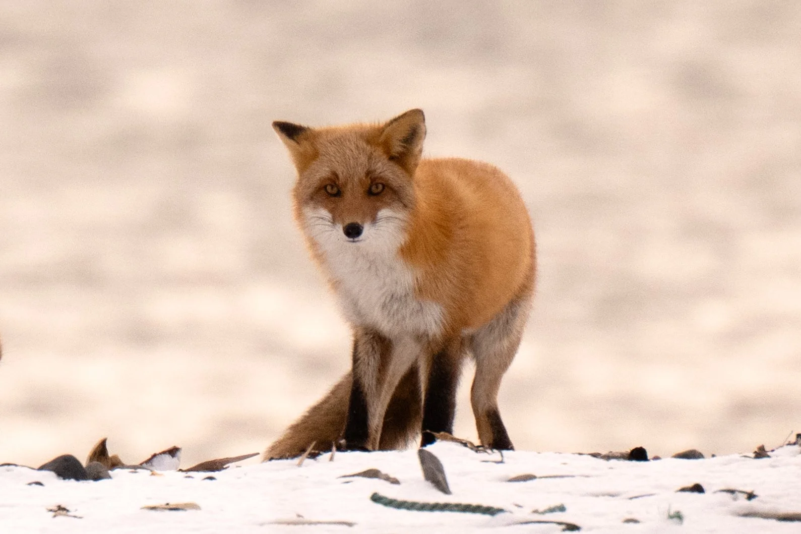 Ezo Red Fox, Hokkaido, Japan (2025)