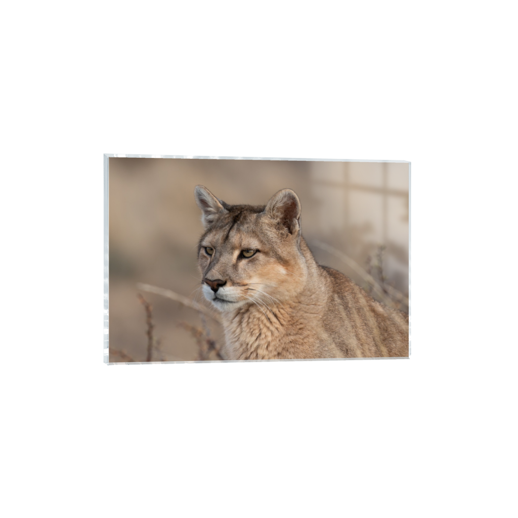 ptq_17_3_0_92_3490_2326_0_false_ffffff_0_0_.png