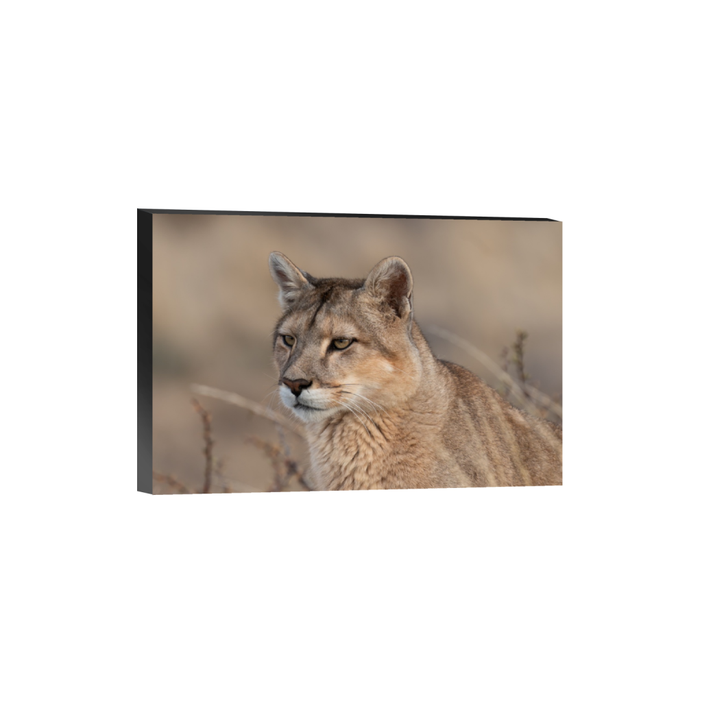 ptq_32_3_0_92_3490_2326_0_false_ffffff_0_0_.png