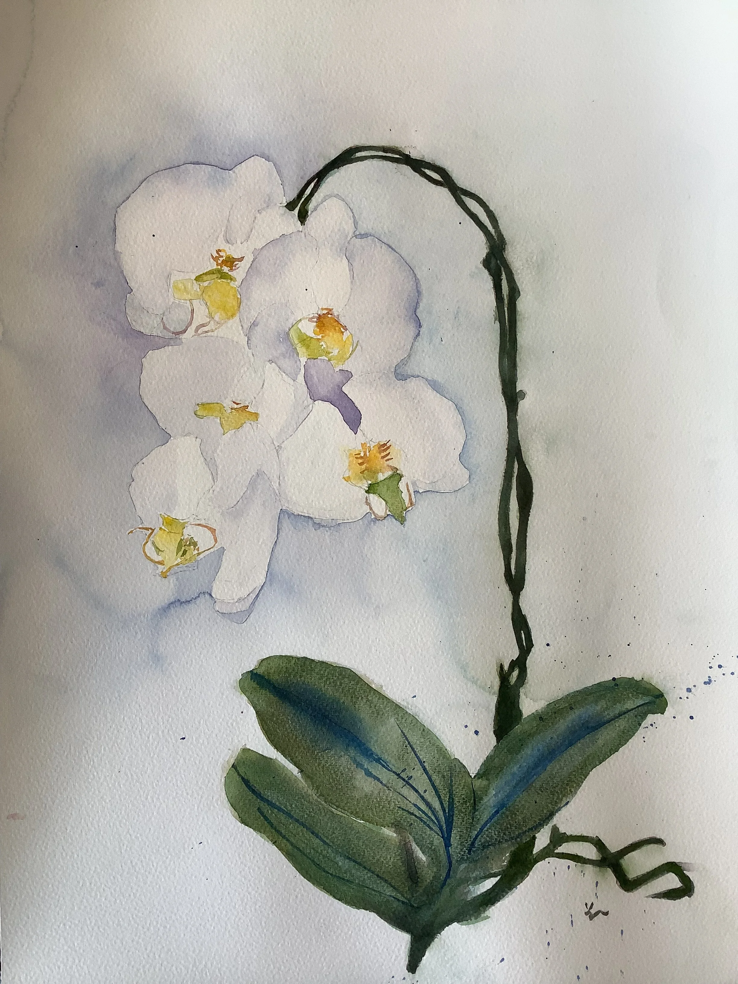 White Orchid, 25" x 18", $300