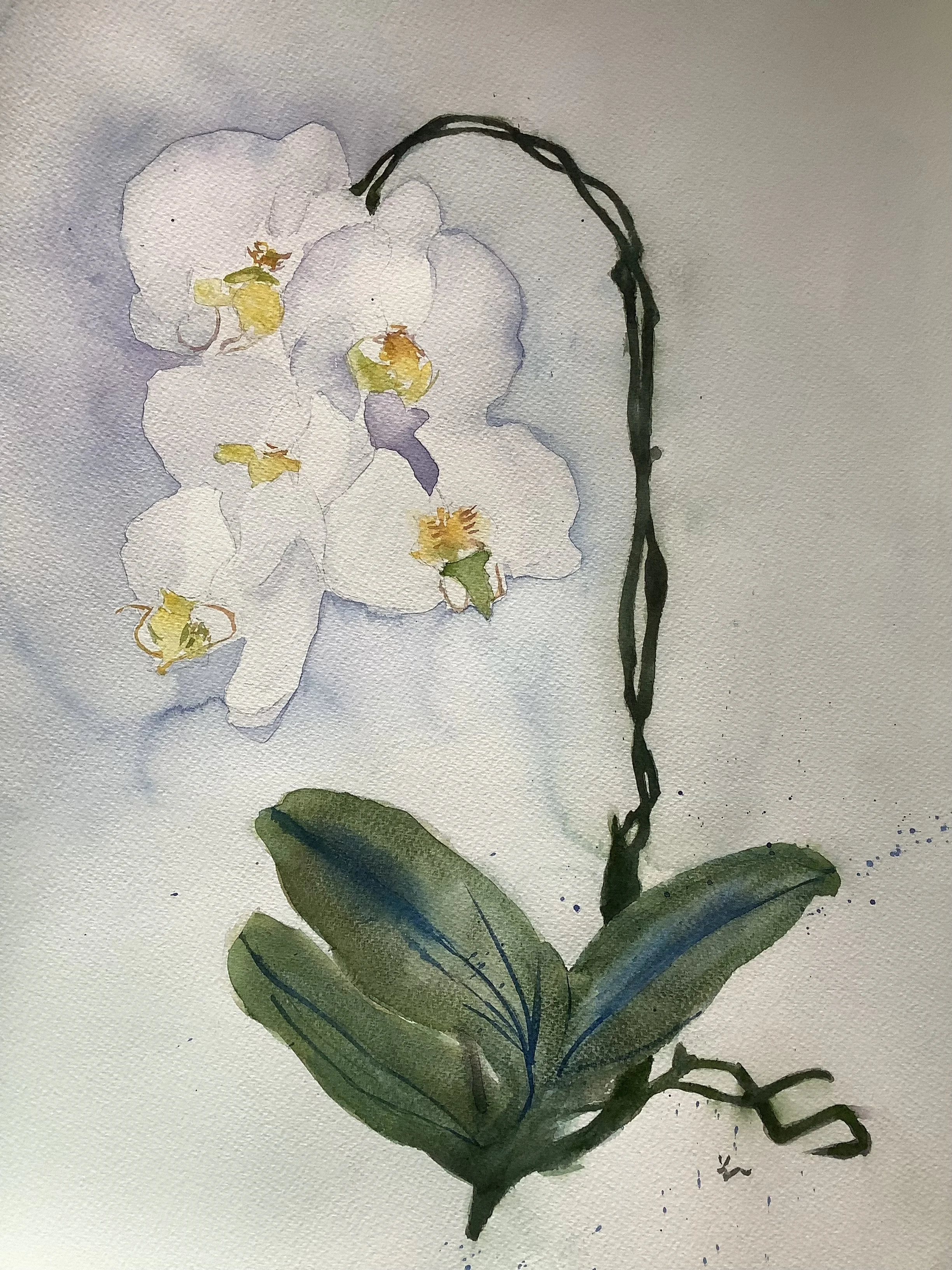White Orchid 18" x 25", $300