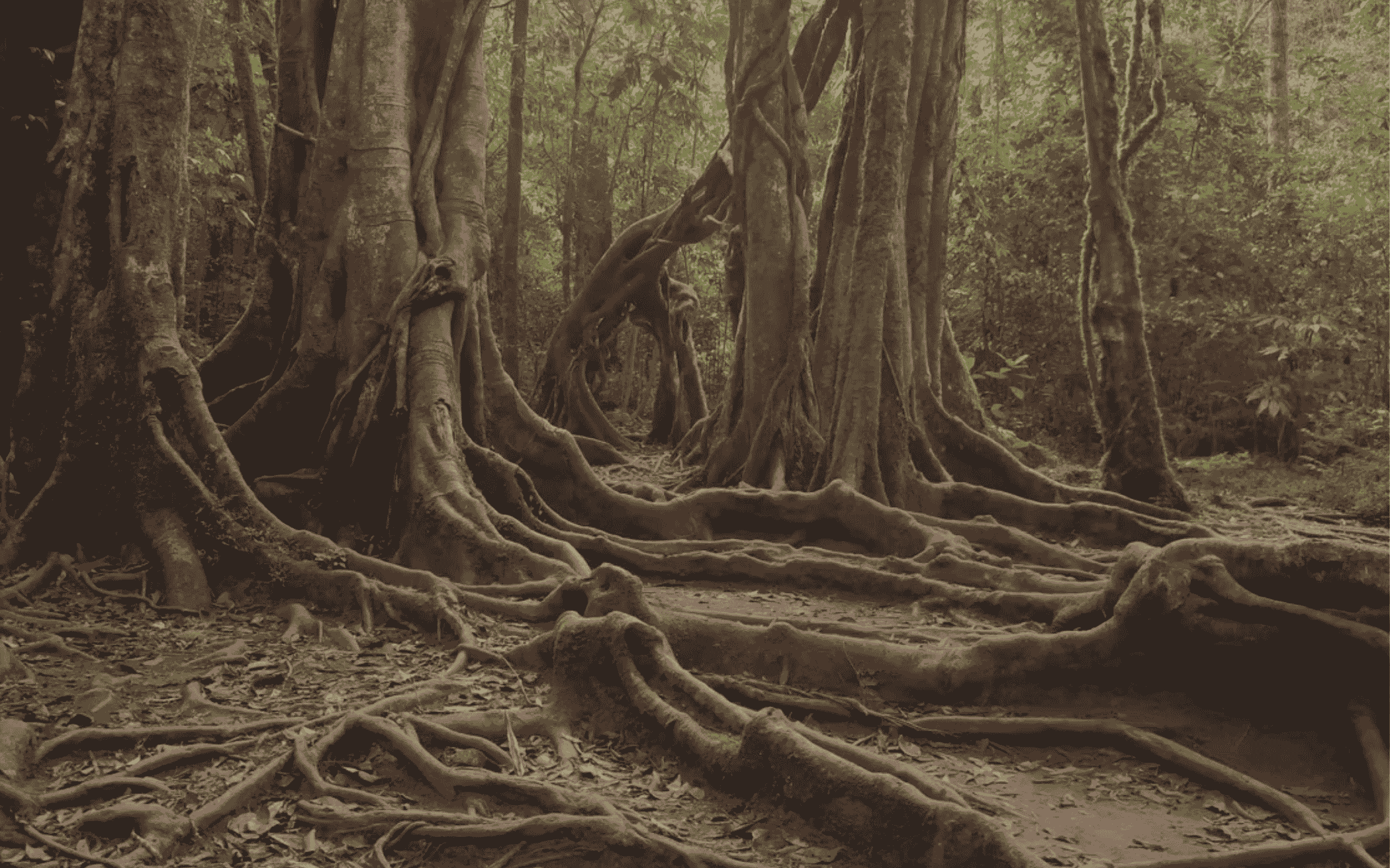 Rootscape Background Image.png